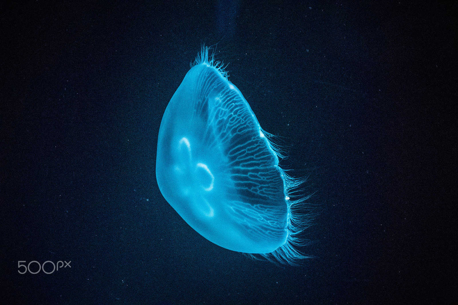 Nikon 1 V2 sample photo. Jellyfish photography