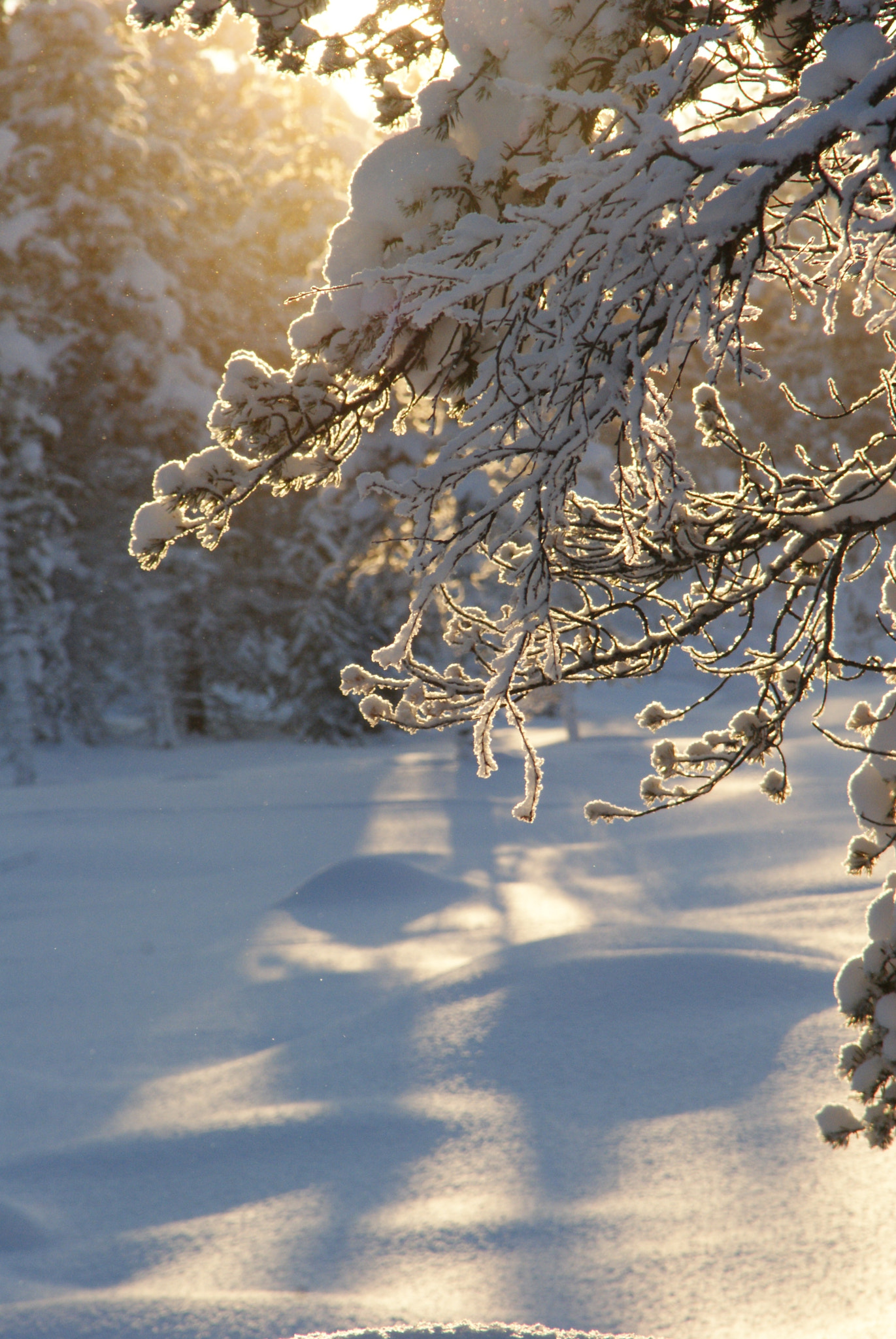 Sony Alpha DSLR-A200 + Sigma 18-250mm F3.5-6.3 DC OS HSM sample photo. Beauty in the cold photography