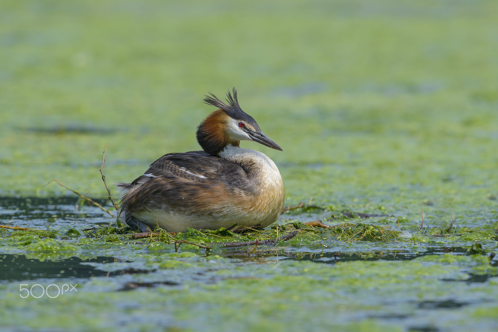 Nikon D800E + Nikon AF-S Nikkor 500mm F4G ED VR sample photo. Haubentaucher, podiceps cristatus, great crested grebe photography