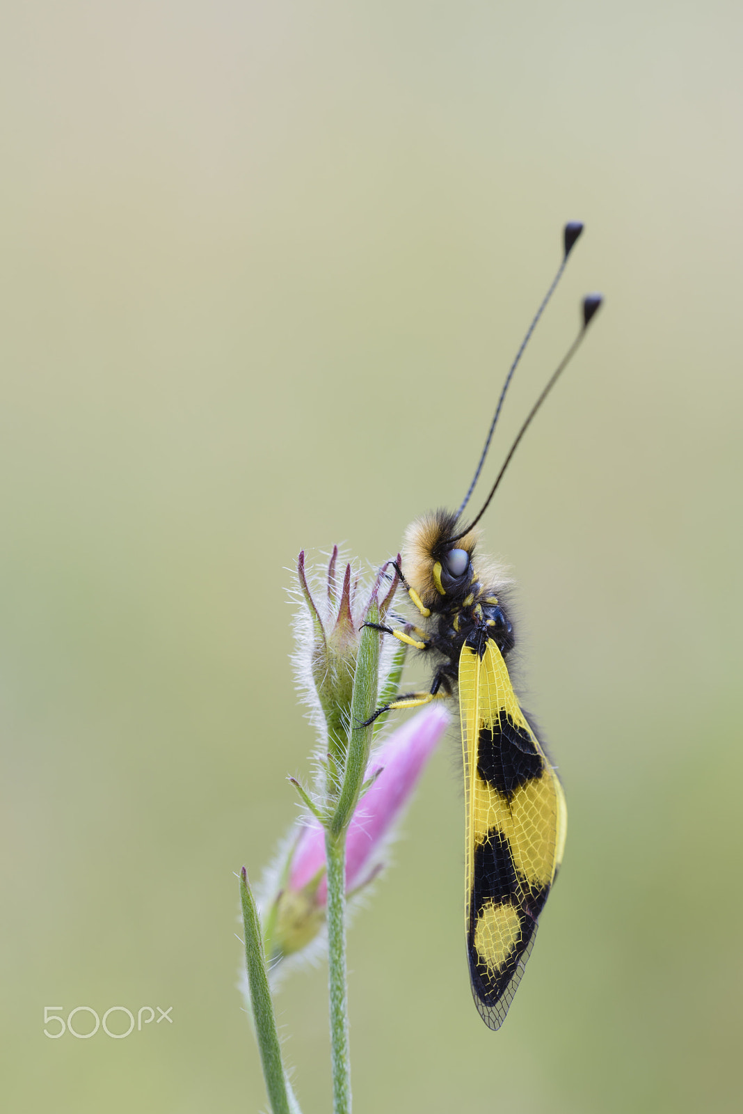 Nikon D810 + Sigma 150mm F2.8 EX DG OS Macro HSM sample photo. Oestliches schmetterlingshaft, libelloides macaronius, ascalaphi photography