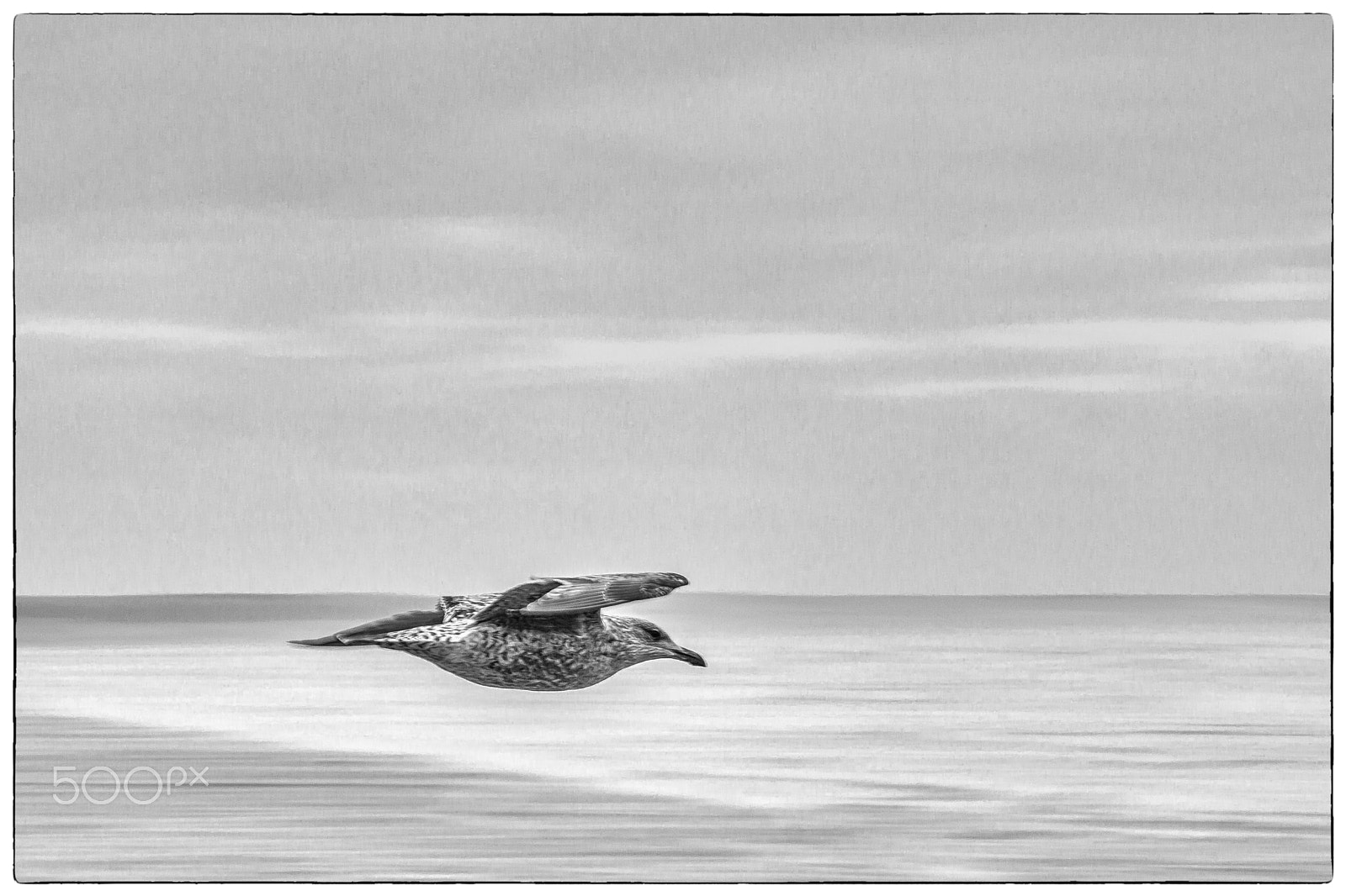 Canon EOS 60D sample photo. Seagull photography
