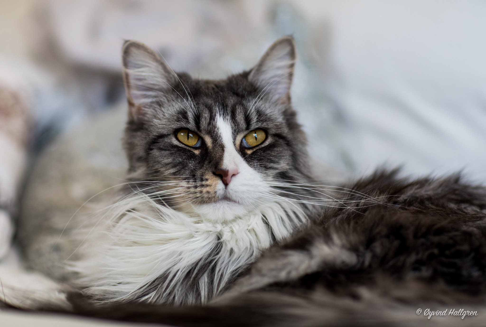 Canon EF 85mm F1.2L II USM sample photo. Emma, the queen photography