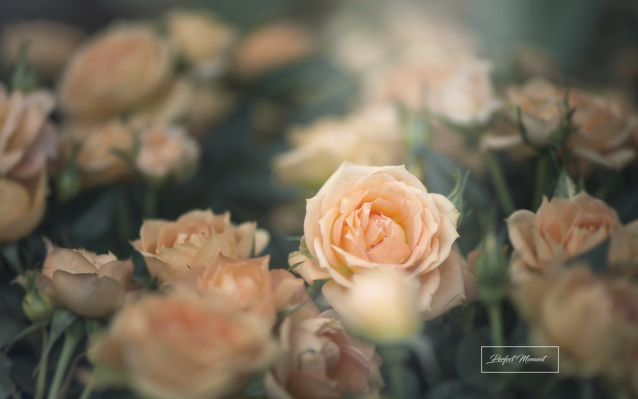 Nikon AF-S Micro-Nikkor 105mm F2.8G IF-ED VR sample photo. Skt photography