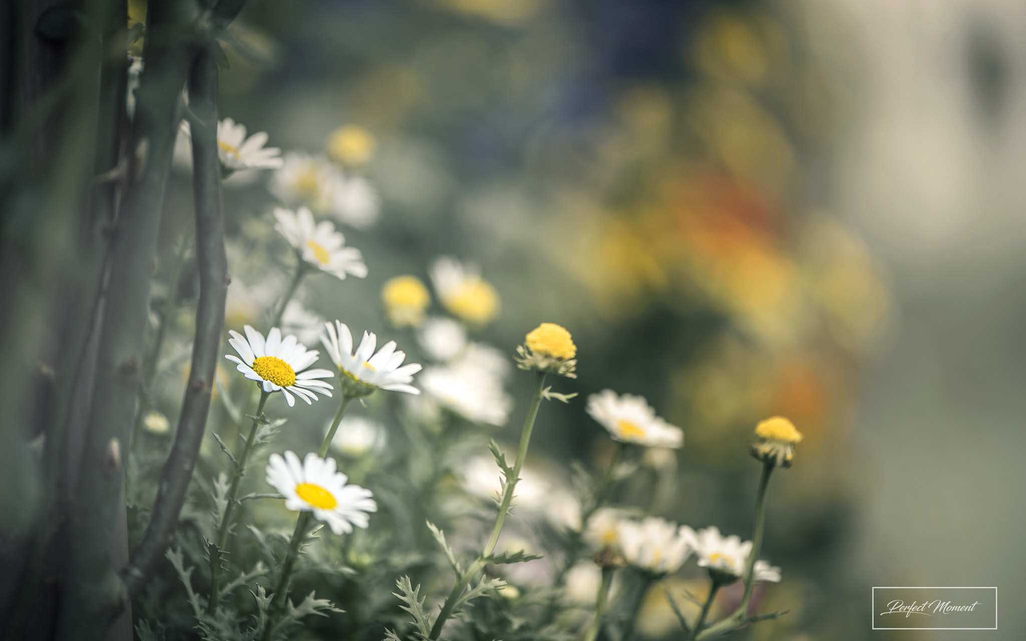 Nikon AF-S Micro-Nikkor 105mm F2.8G IF-ED VR sample photo. Skt photography