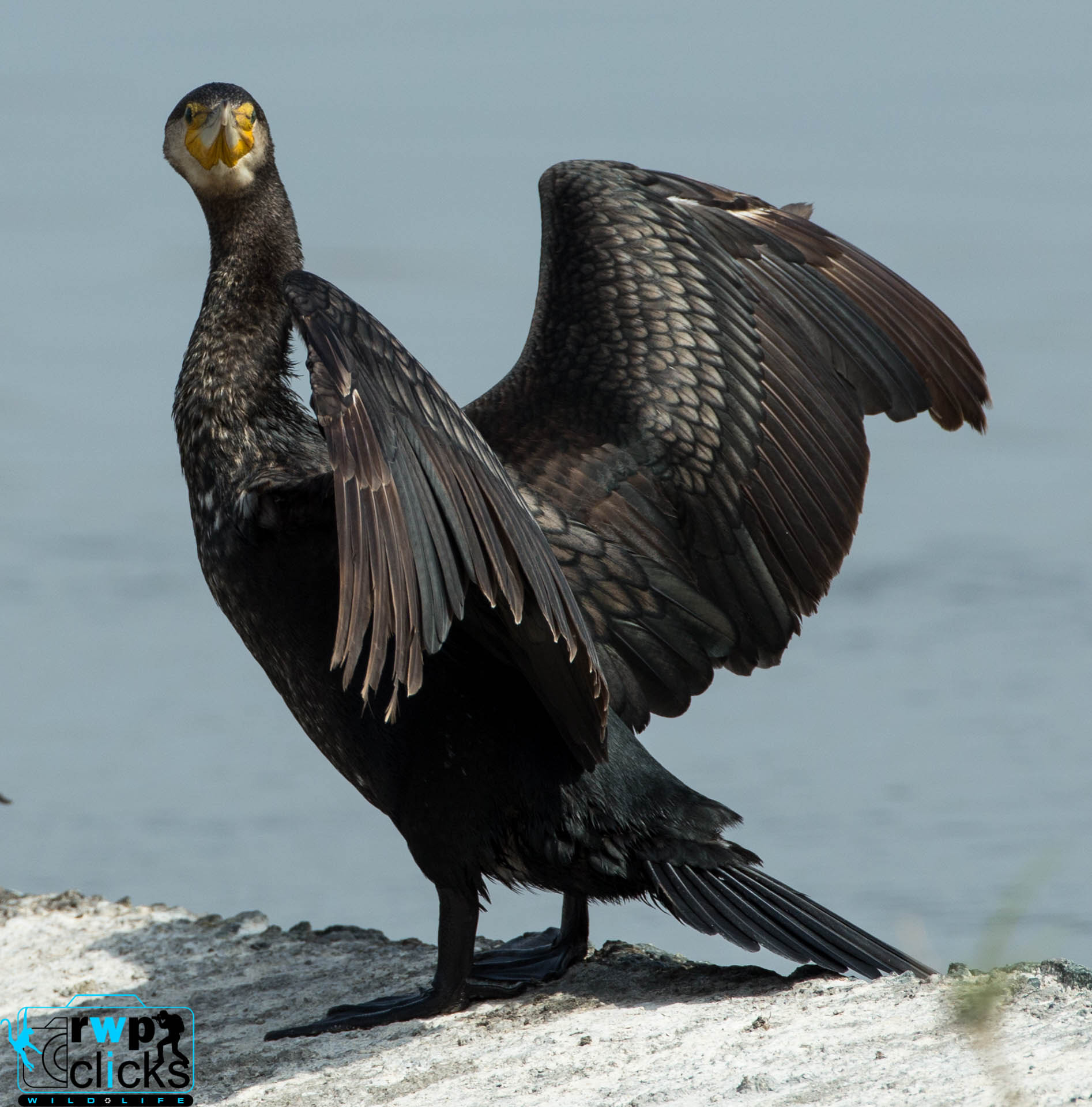 Canon EF 500mm F4L IS USM sample photo. Cormorant  photography
