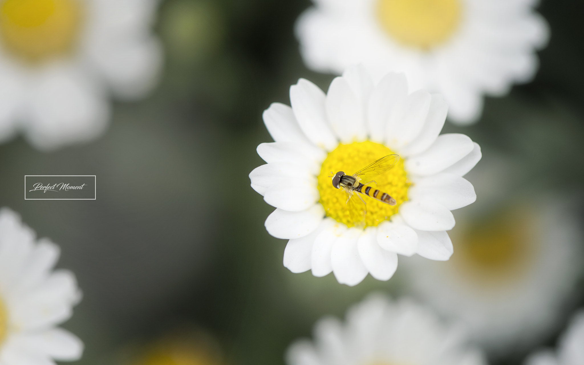 Nikon AF-S Micro-Nikkor 105mm F2.8G IF-ED VR sample photo. Skt photography
