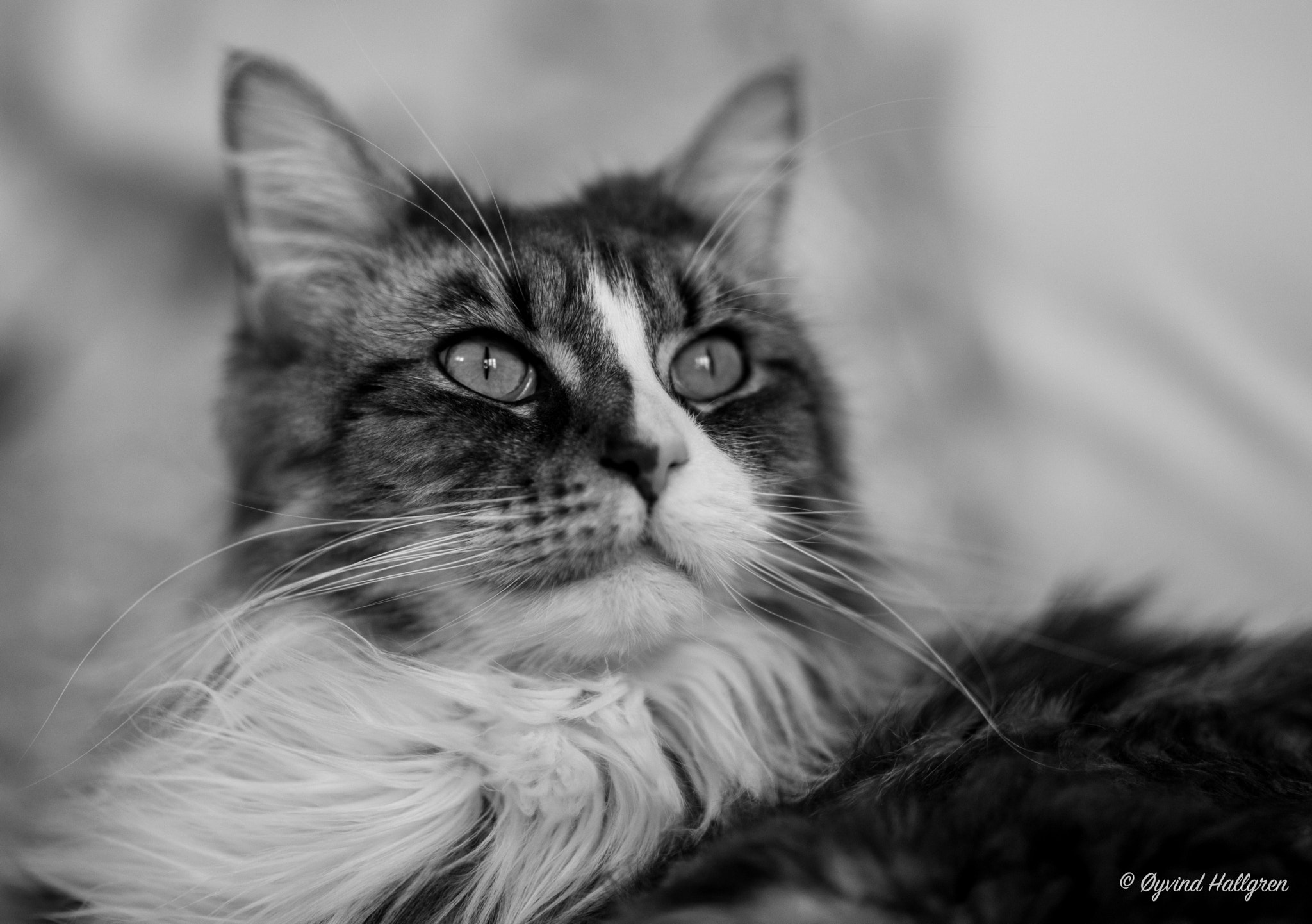 Canon EF 85mm F1.2L II USM sample photo. Emma the queen in  b&w photography