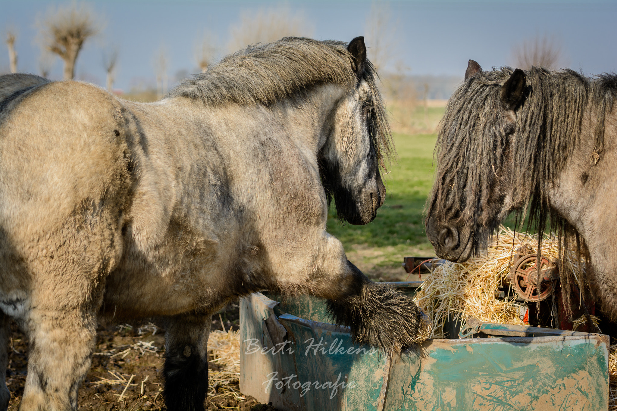 Tamron SP 70-200mm F2.8 Di VC USD sample photo. Beautifull horses photography
