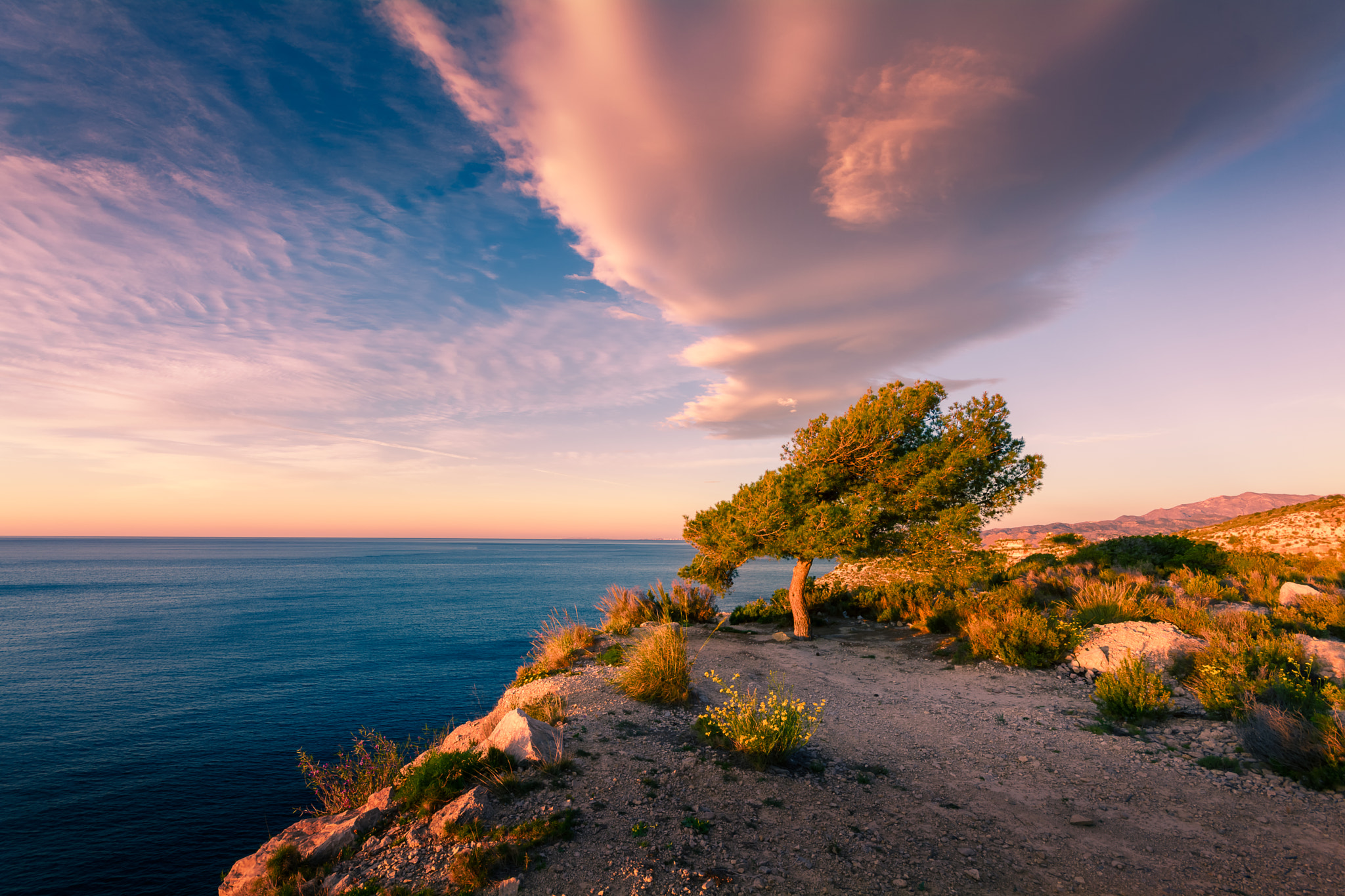 Sigma 10-20mm F4-5.6 EX DC HSM sample photo. Coastal tree in the morning light photography