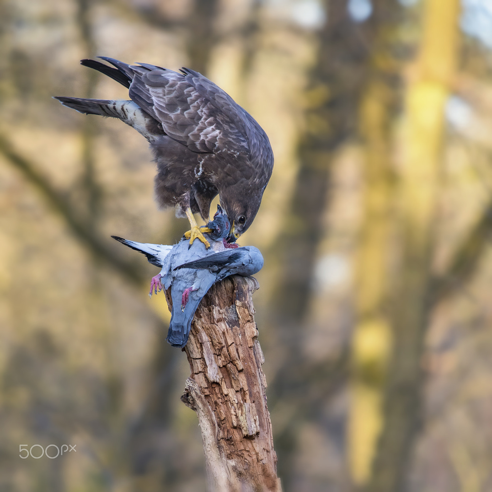Canon EOS 80D + Canon EF 70-200mm F4L IS USM sample photo. Buzzard photography