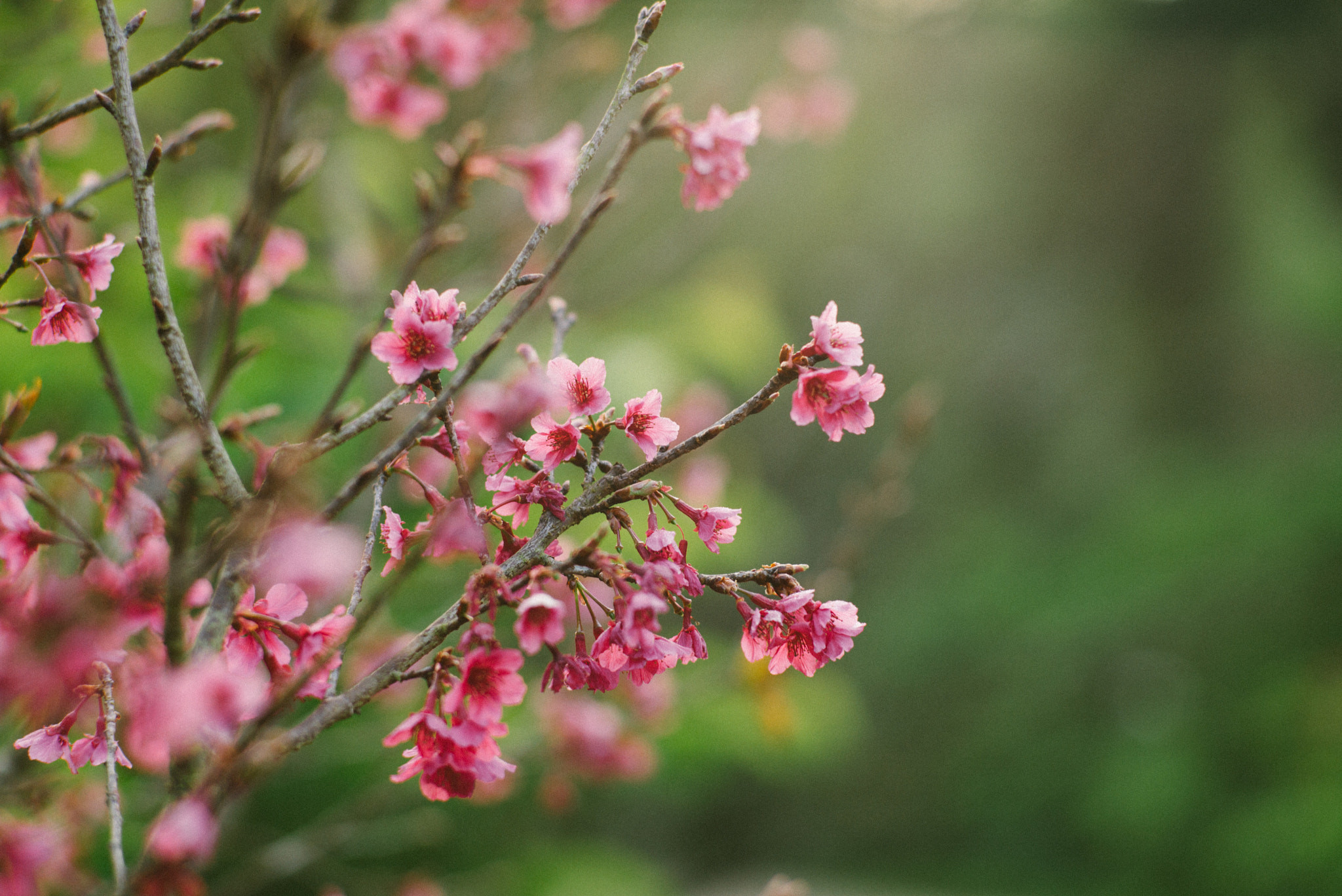 Leica M (Typ 240) + Elmarit-M 1:2.8/28 Leitz sample photo. Chinese plum.jpg photography