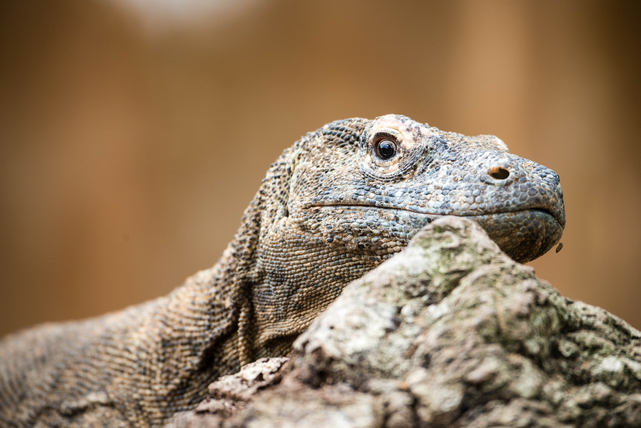 Nikon D800E sample photo. St augustine alligator farm photography