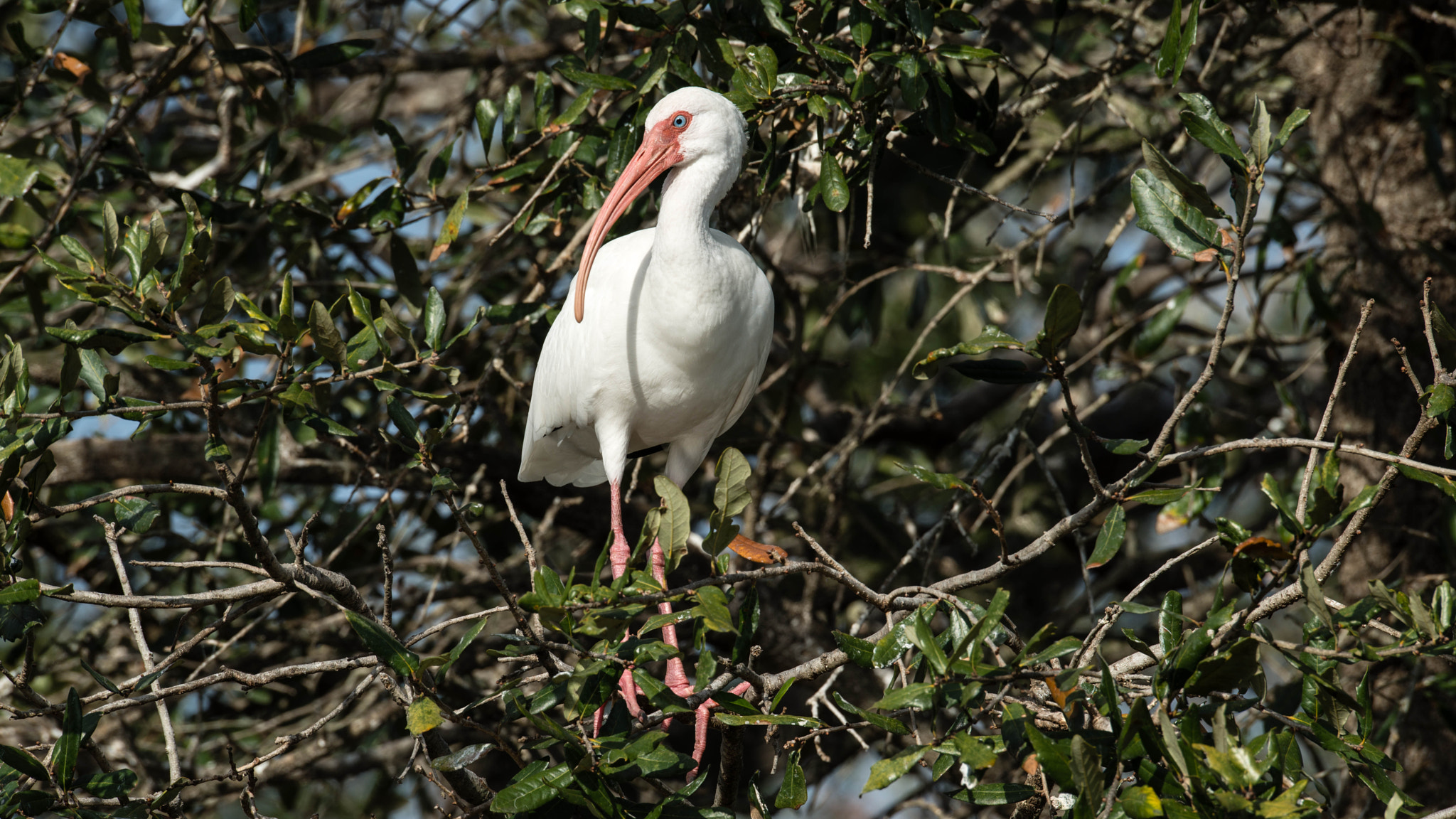 Nikon D800E sample photo. St augustine alligator farm photography