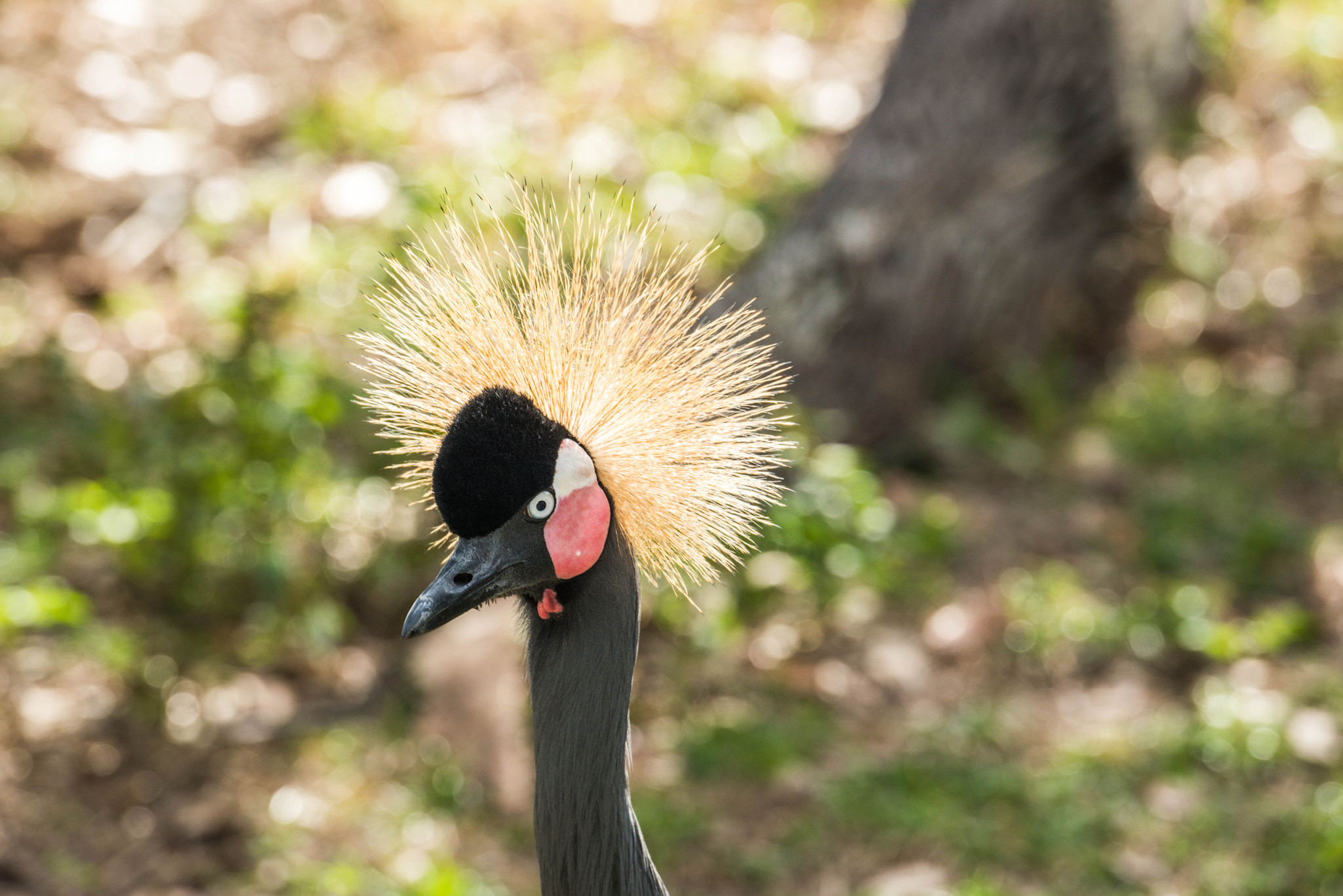 Nikon D800E sample photo. St augustine alligator farm photography