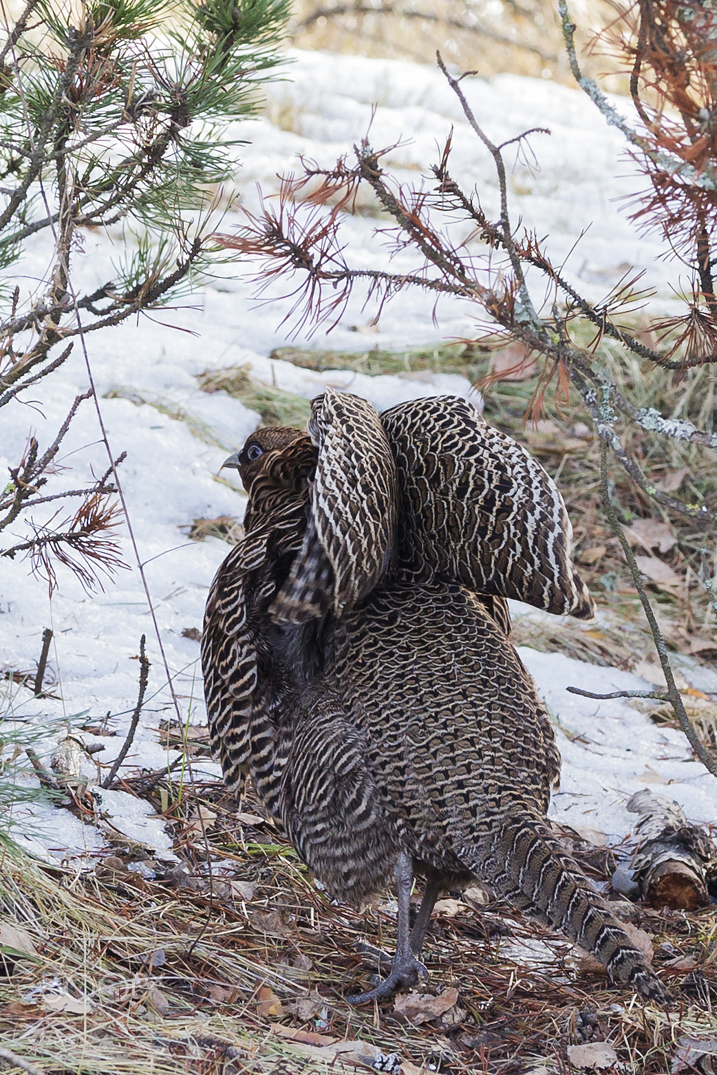 Canon EOS 6D + Sigma 105mm F2.8 EX DG OS HSM sample photo. Fasaani, pheasant photography