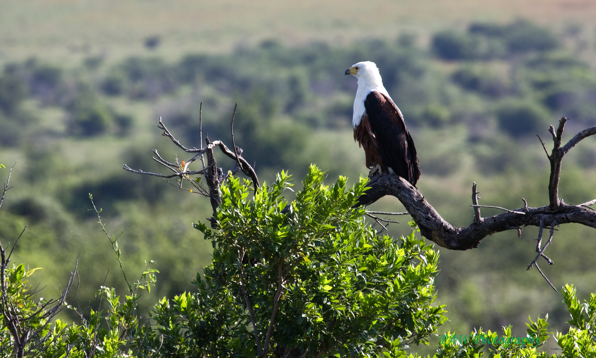 Canon EOS 60D + Canon EF 100-400mm F4.5-5.6L IS USM sample photo. African fish eagle photography