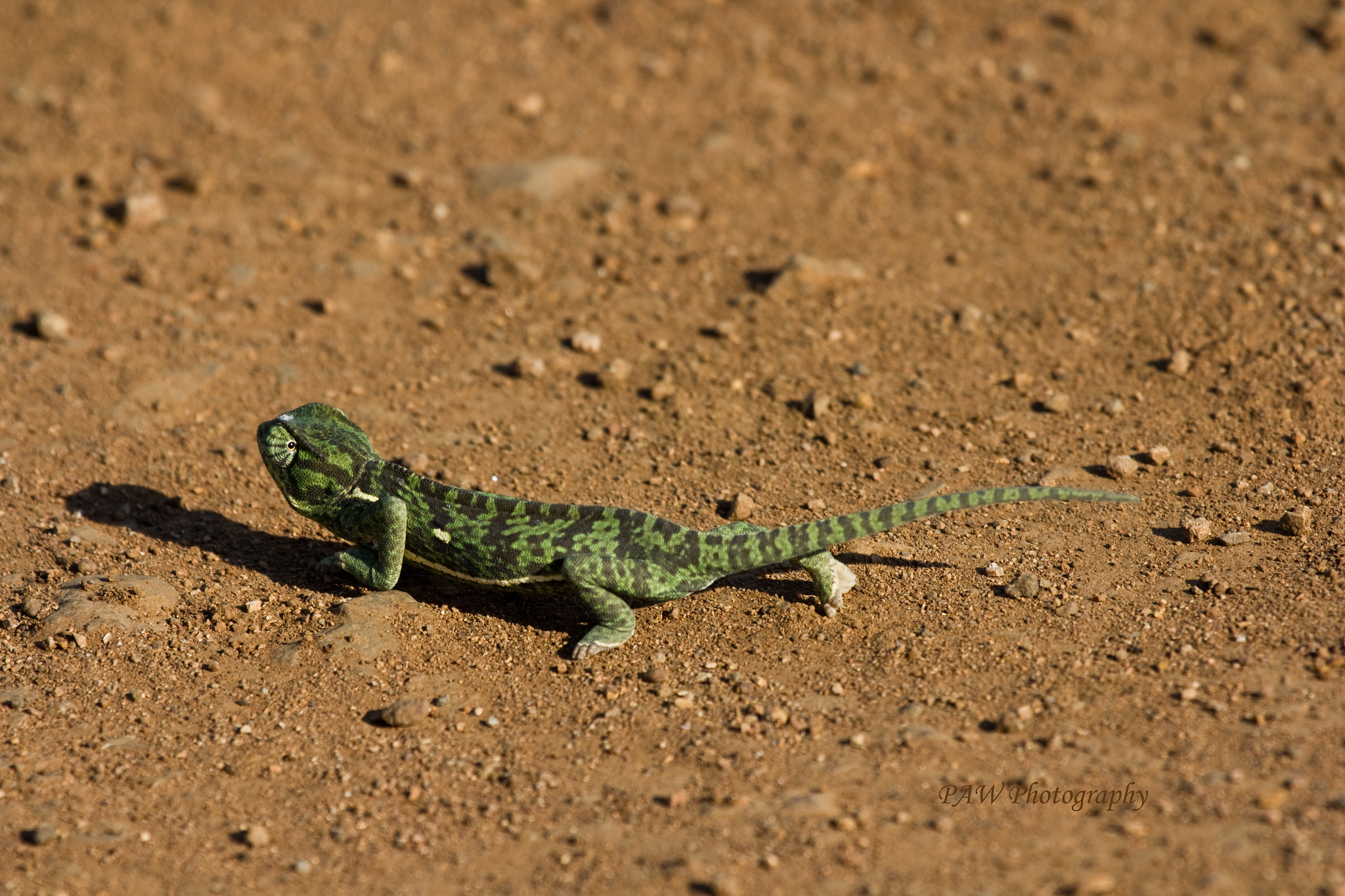Canon EF 100-400mm F4.5-5.6L IS USM sample photo. Chameleon photography