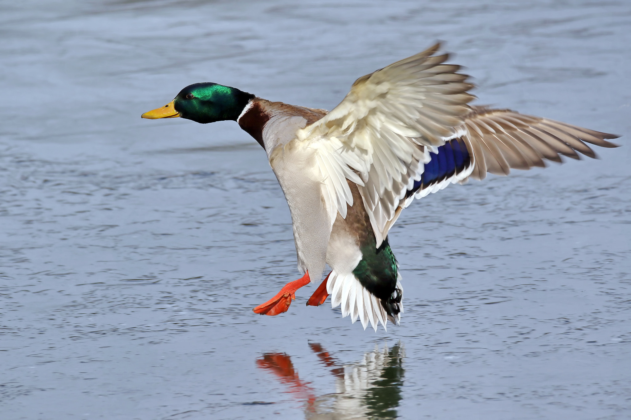 150-600mm F5-6.3 DG OS HSM | Contemporary 015 sample photo. Mallard landing photography