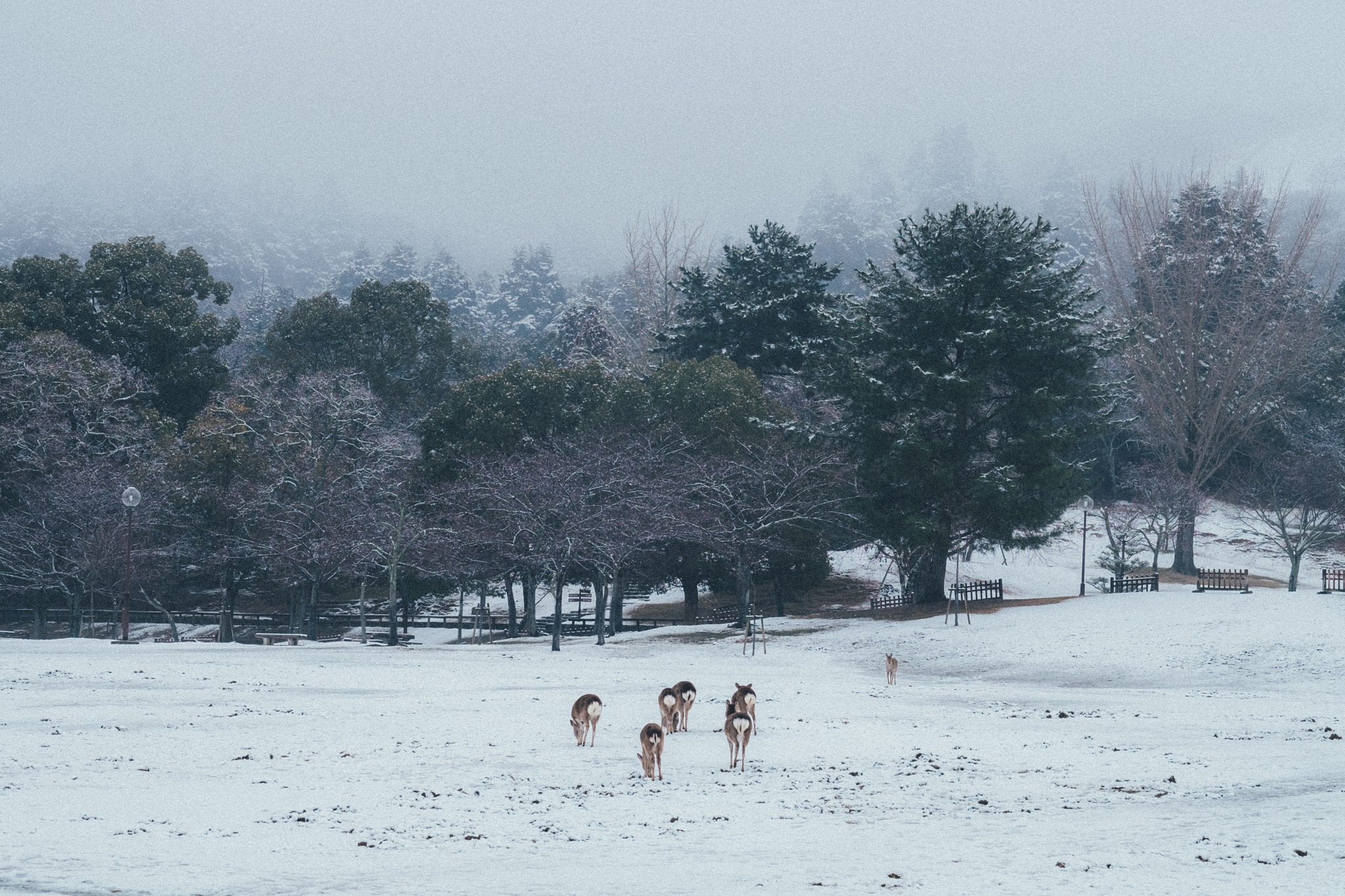 Fujifilm X-T1 + Fujifilm XF 56mm F1.2 R sample photo. Deer photography