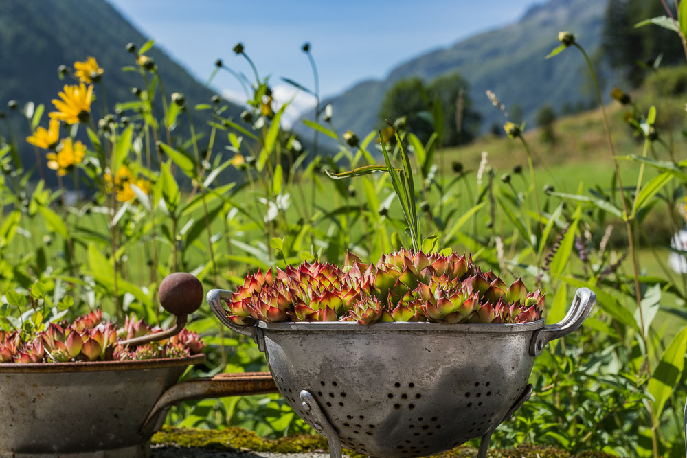 Nikon D7100 + Sigma 35mm F1.4 DG HSM Art sample photo. Bowl of flower photography