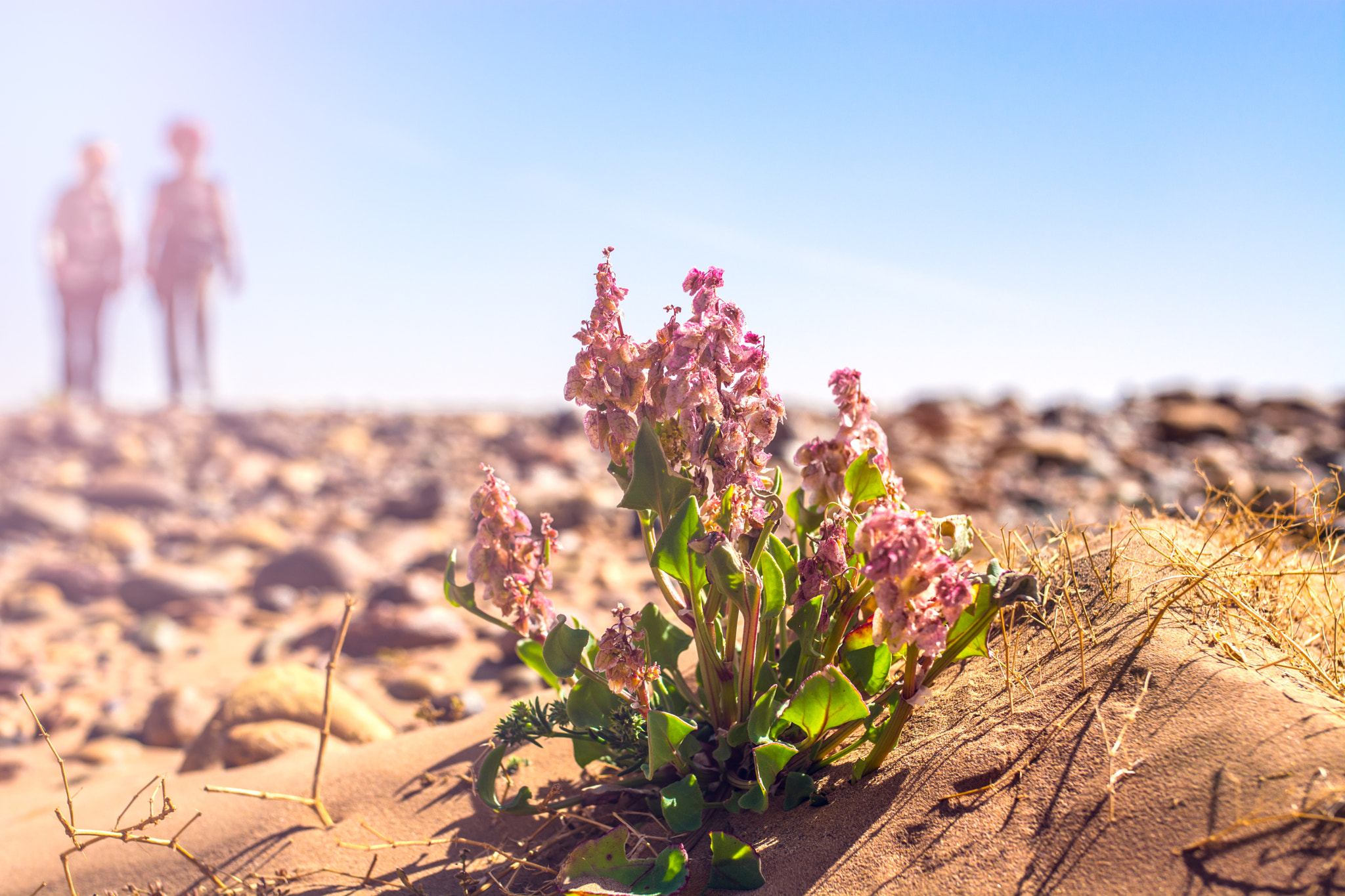 Nikon D7100 + Sigma 35mm F1.4 DG HSM Art sample photo. A little flower of desert photography