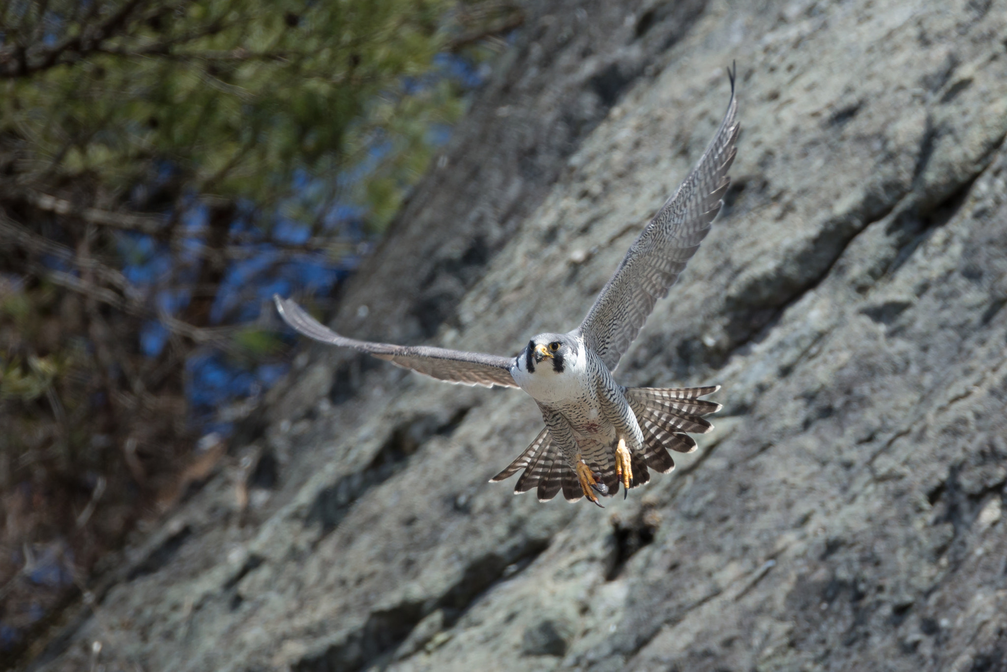 Canon EOS-1D X + Canon EF 800mm F5.6L IS USM sample photo. 迫る隼 photography