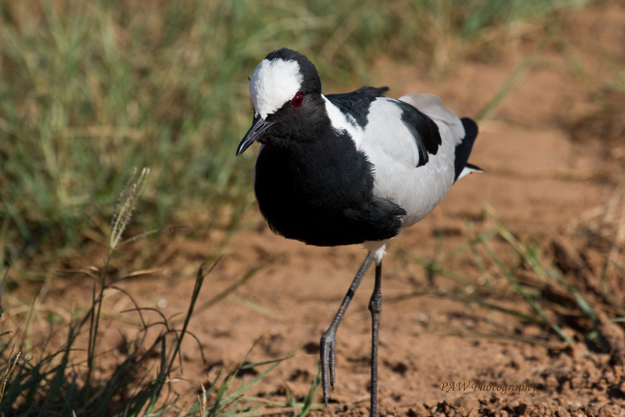 Canon EOS 60D + Canon EF 100-400mm F4.5-5.6L IS USM sample photo. Pied plover photography