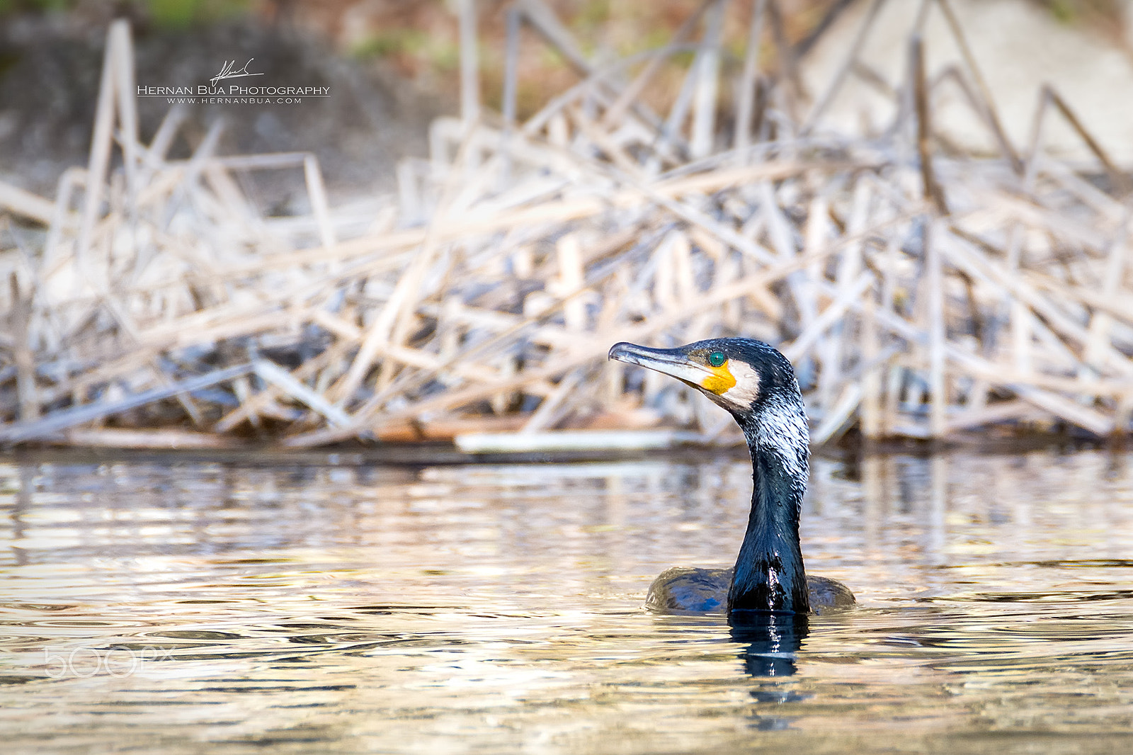Nikon D7200 sample photo. Great cormorant photography