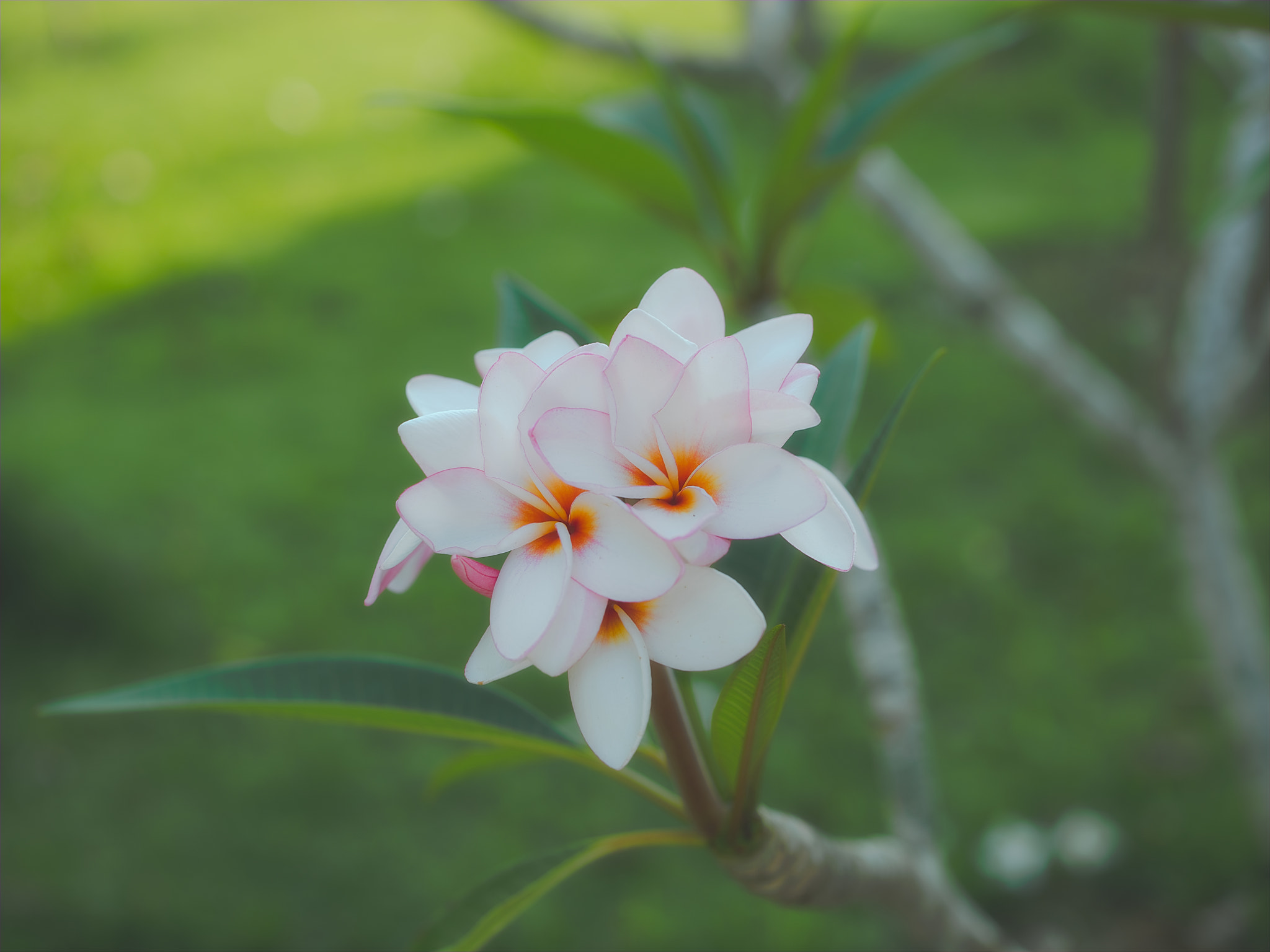 Fujifilm GFX 50S + Fujifilm GF 63mm F2.8 R WR sample photo. Dsf photography