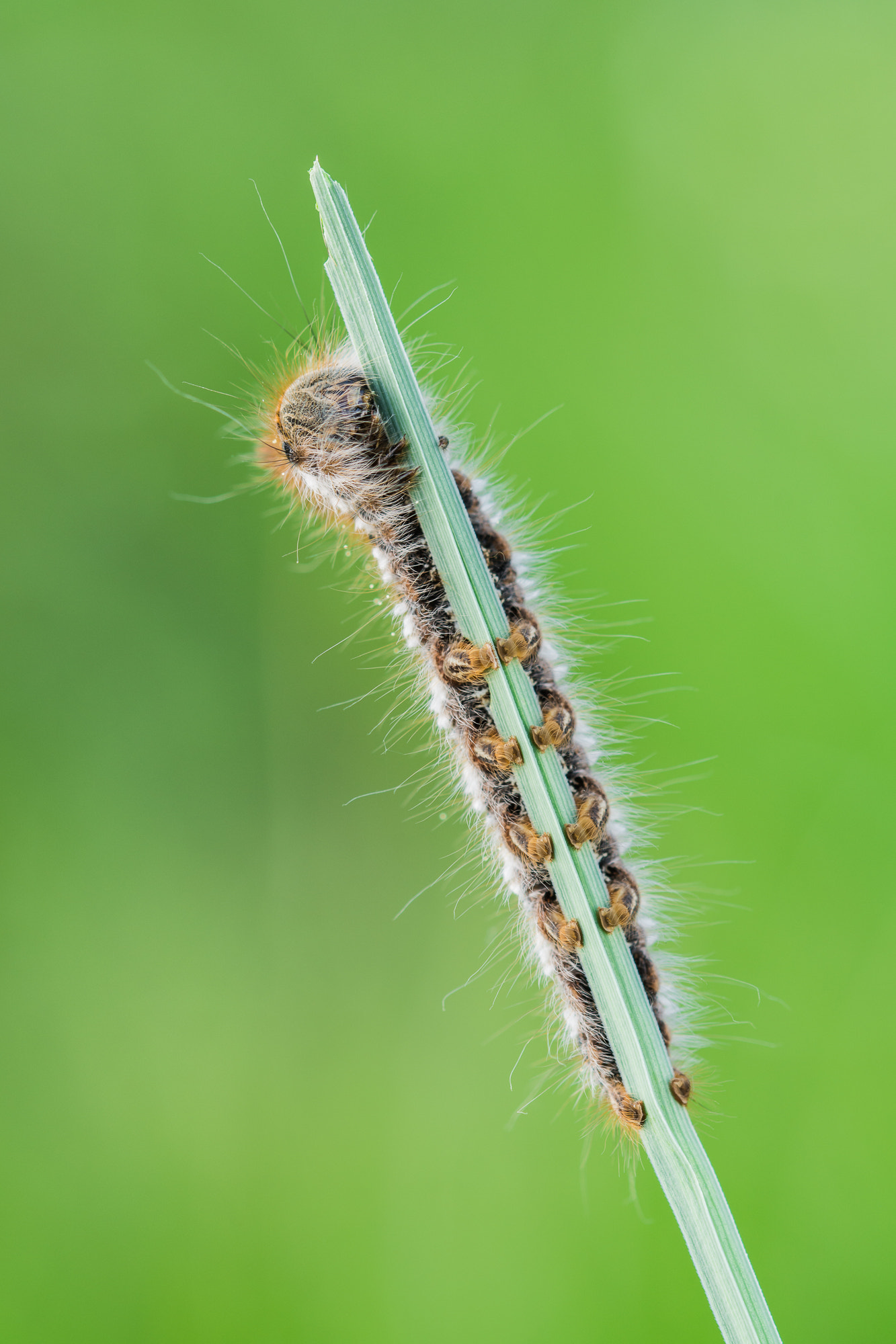 Sigma 105mm F2.8 EX DG OS HSM sample photo. Euthrix potatoria photography