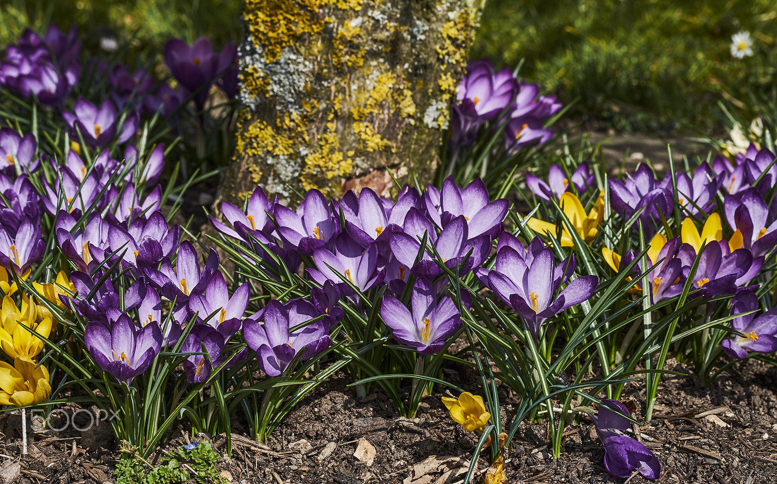 Fujifilm X-T1 + Fujifilm XF 60mm F2.4 R Macro sample photo. Color of spring photography