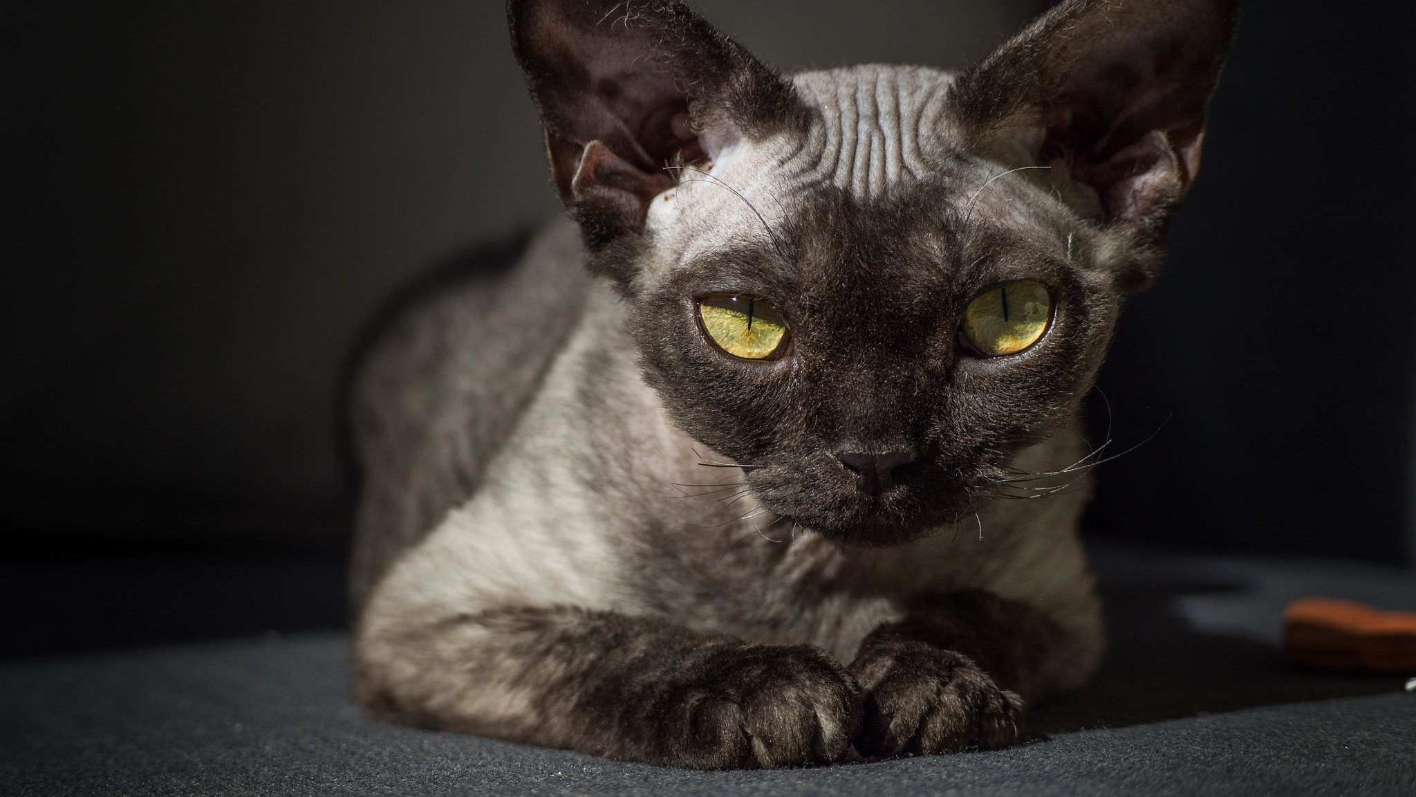 Olympus OM-D E-M10 II sample photo. Professor charlie moriarty photography