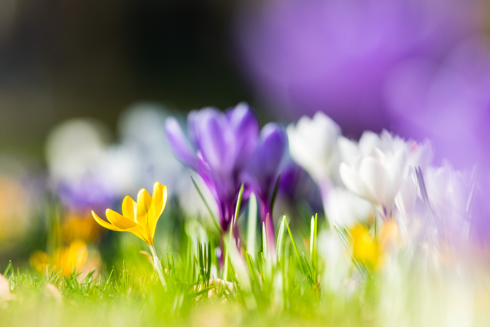 Sony a7R II + Canon EF 300mm F4L IS USM sample photo. Colourful spring photography