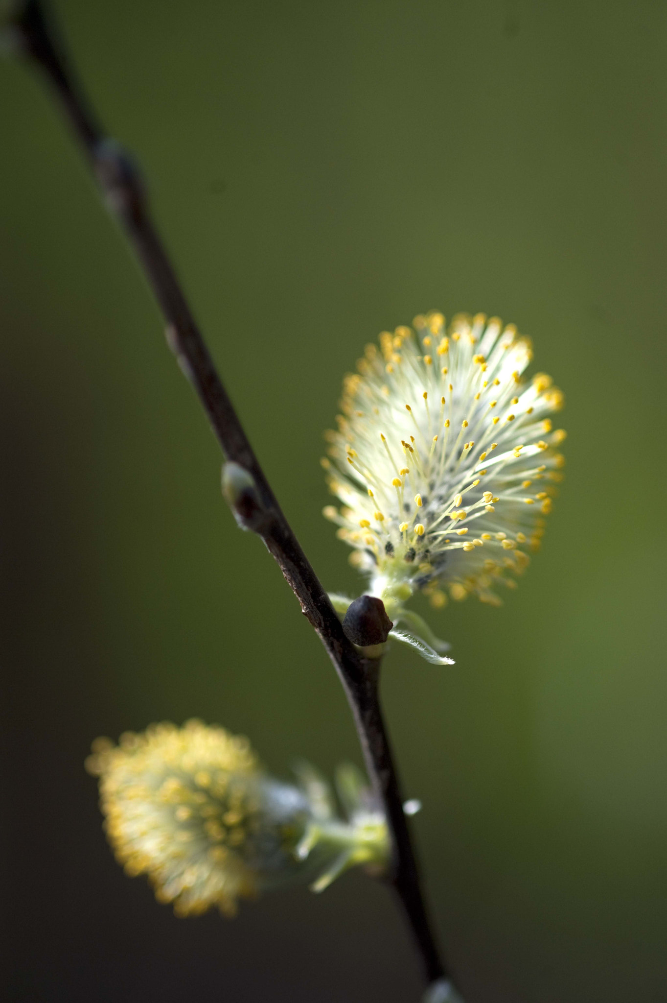 Nikon D3 sample photo. Springcolors2 photography