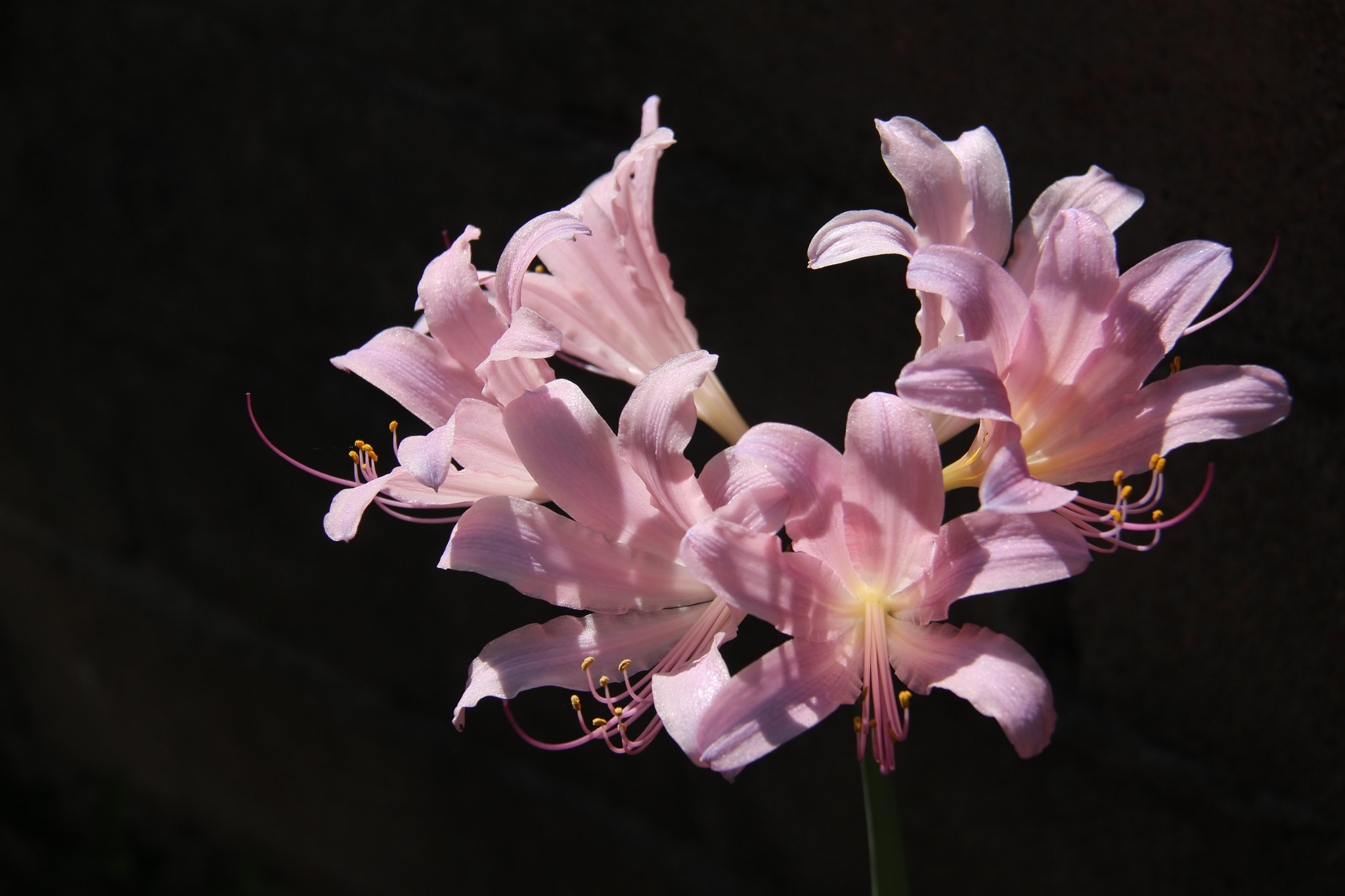 Canon EF-S 18-200mm F3.5-5.6 IS sample photo. 고향 어두운  담장에서`````얌전하게 핀꽃^^ photography