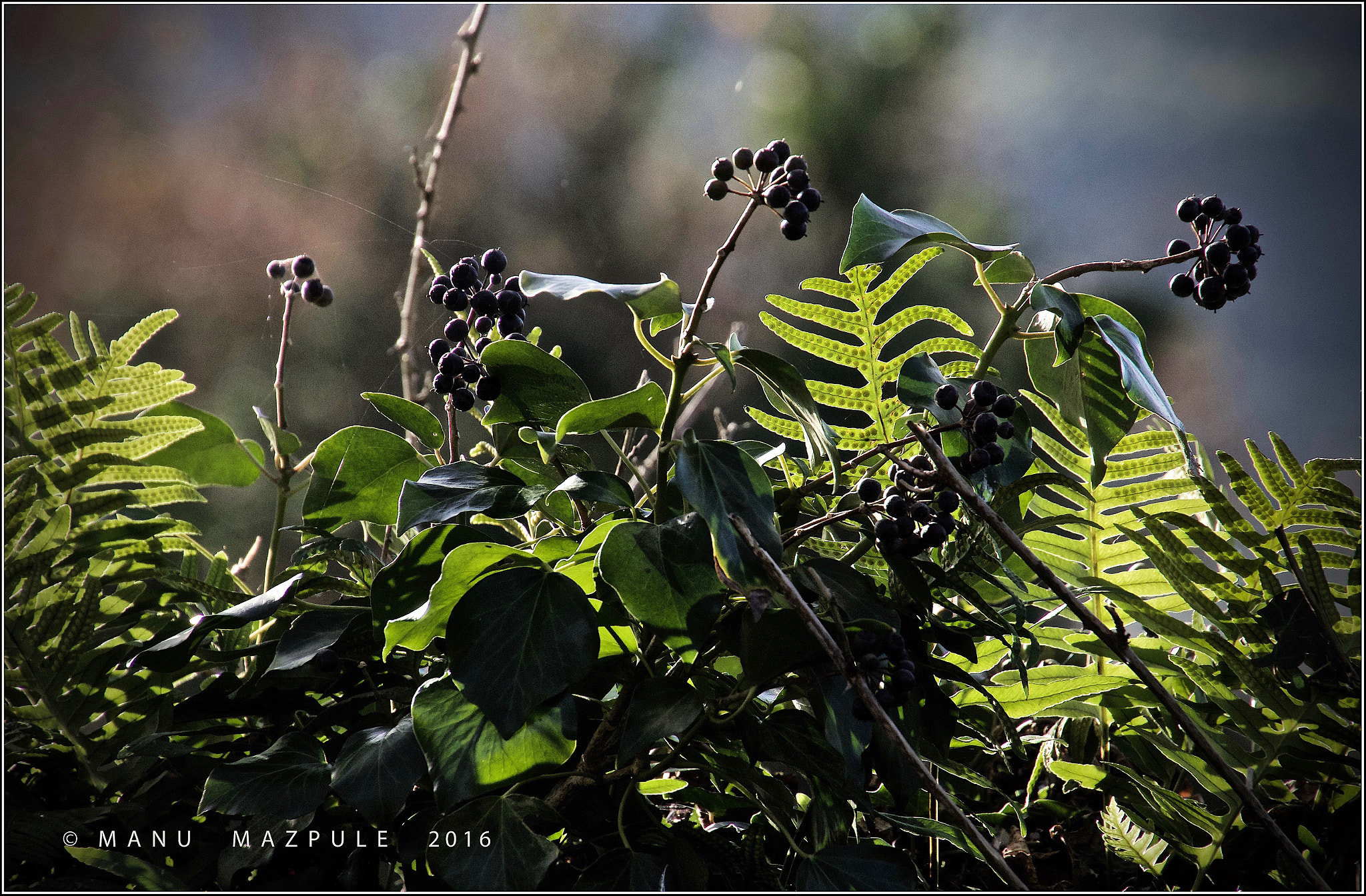 Canon EOS 70D sample photo. 15. beautiful and delicate... photography