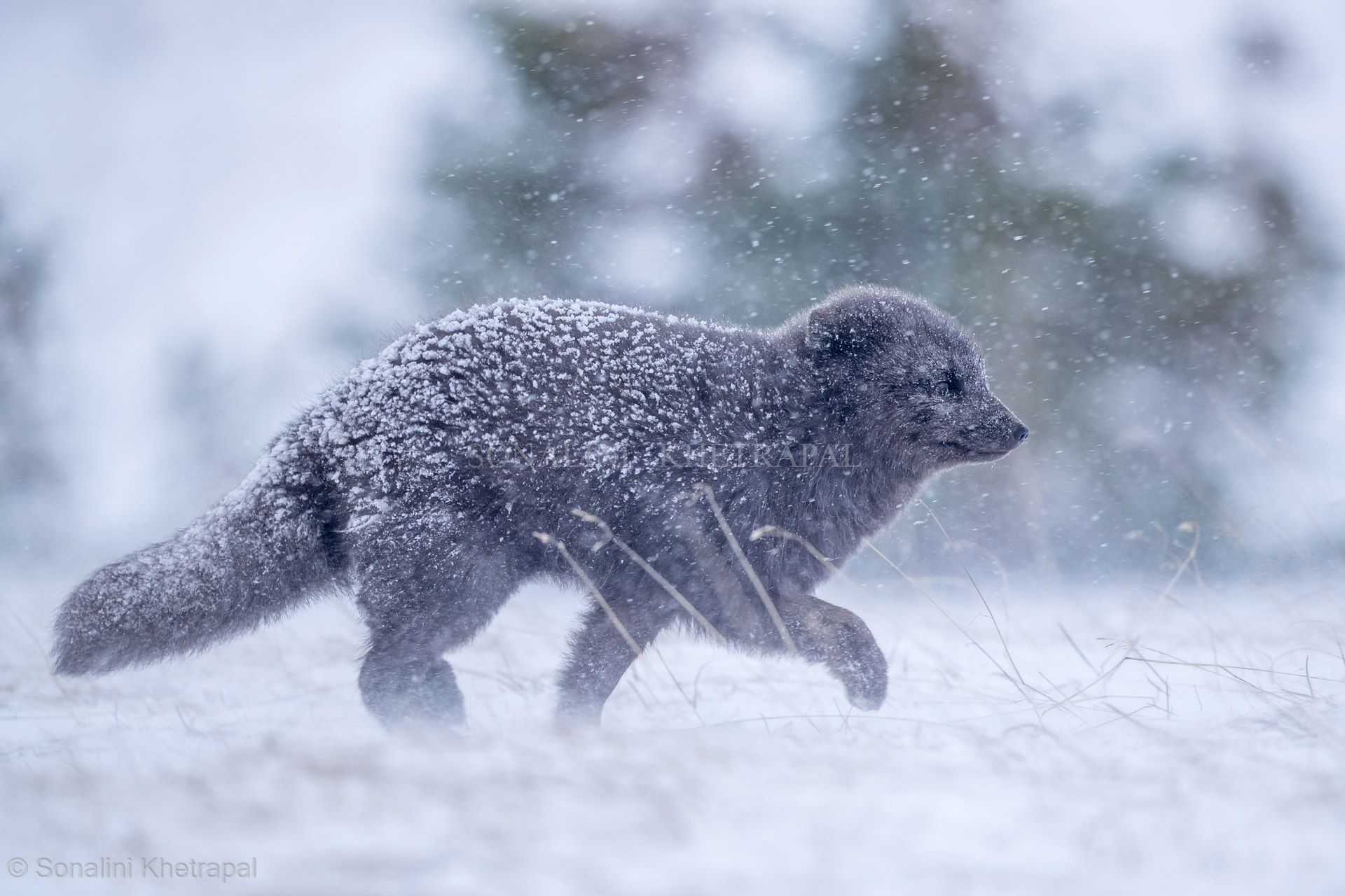 Canon EOS-1D X Mark II + Canon EF 500mm F4L IS II USM sample photo. Caught in the snowstorm photography