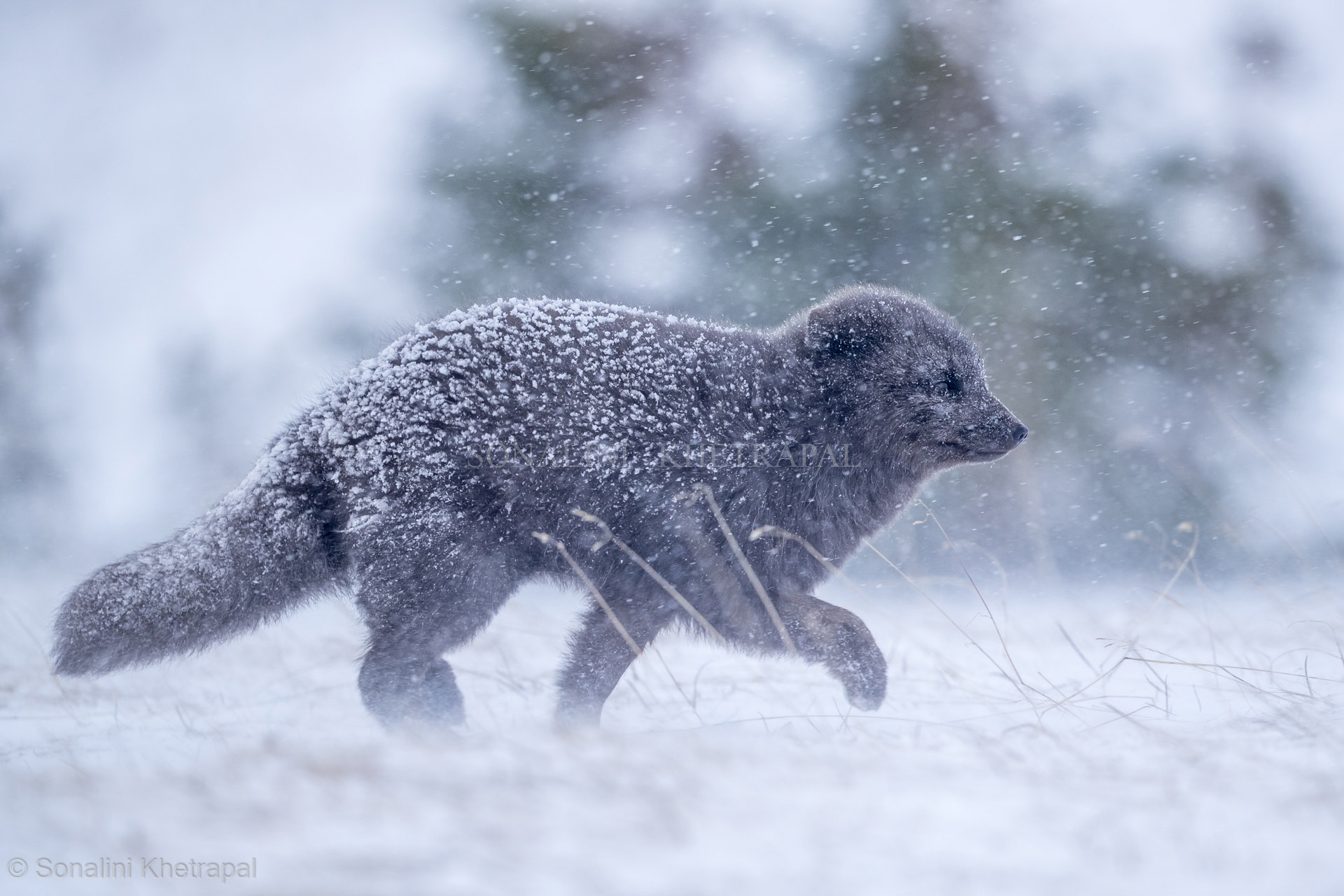 Canon EF 500mm F4L IS II USM sample photo. Caught in the snowstorm photography