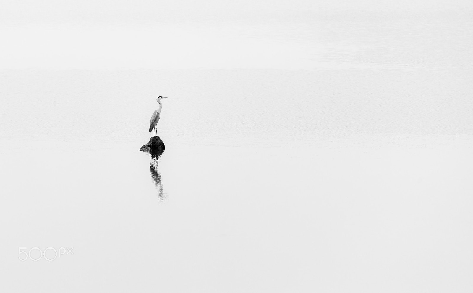 Canon EOS 5D Mark II sample photo. Standing stork in lake photography