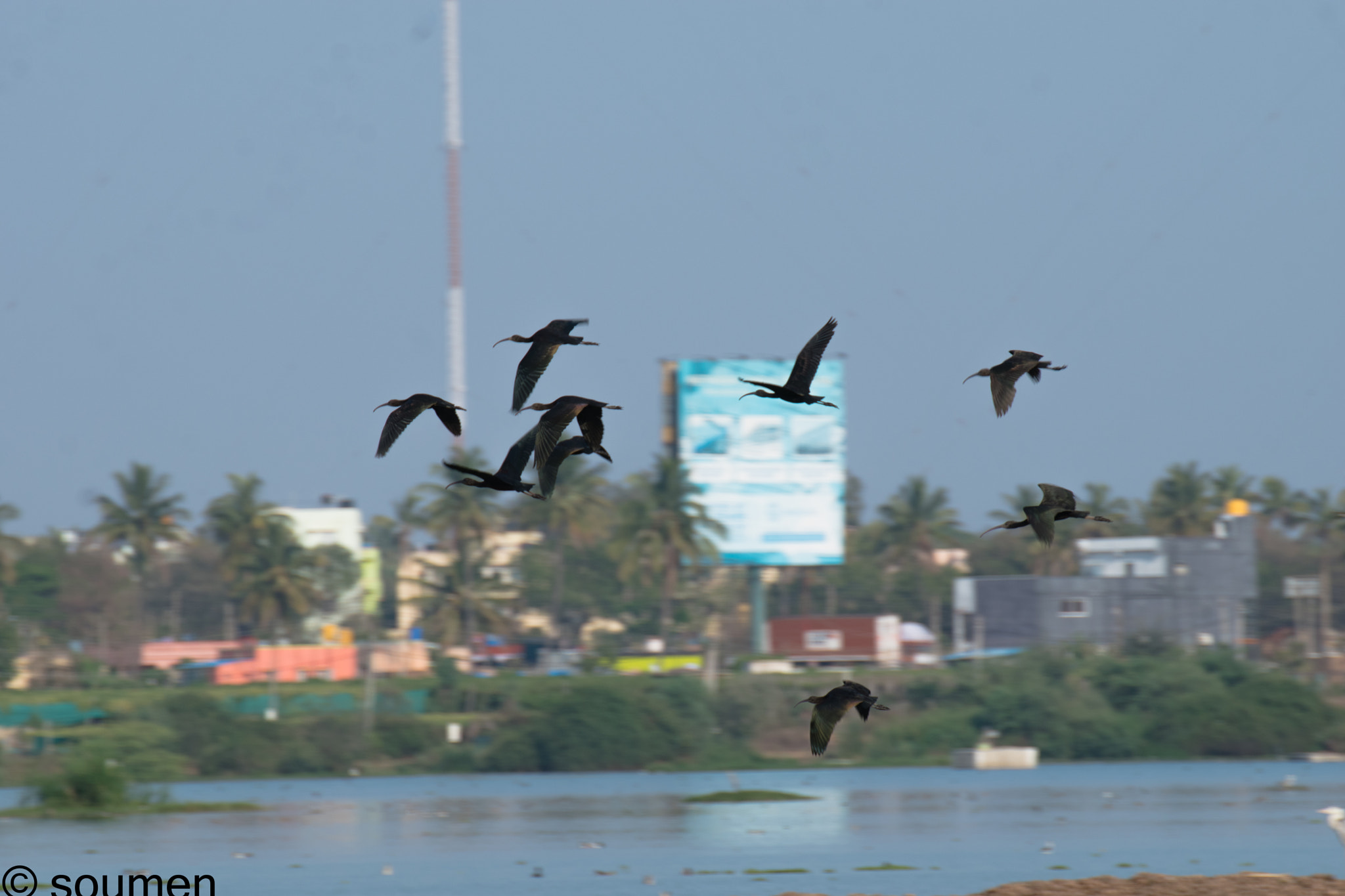 Nikon D5500 + Tamron SP 70-300mm F4-5.6 Di VC USD sample photo. Flock of glossy ibis in flight photography