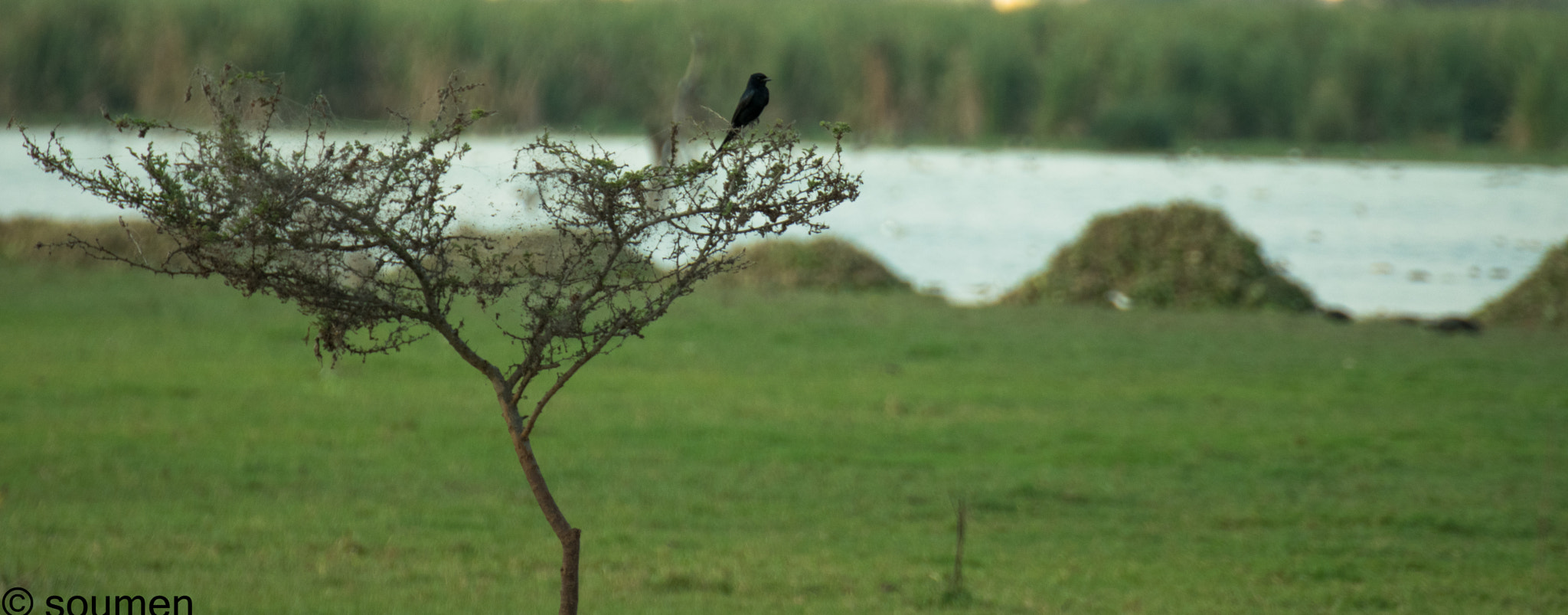 Nikon D5500 sample photo. Drongo photography