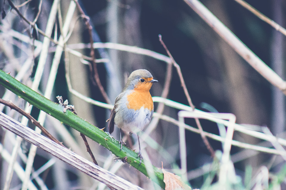 Canon EOS 100D (EOS Rebel SL1 / EOS Kiss X7) + EF75-300mm f/4-5.6 sample photo. Robin in the park photography