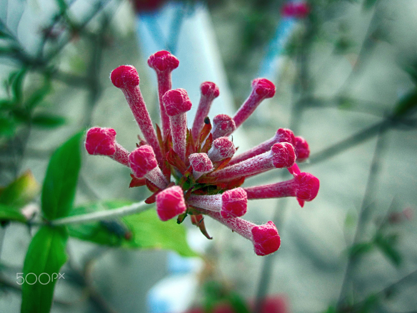 Canon PowerShot SD780 IS (Digital IXUS 100 IS / IXY Digital 210 IS) sample photo. Flower bud photography