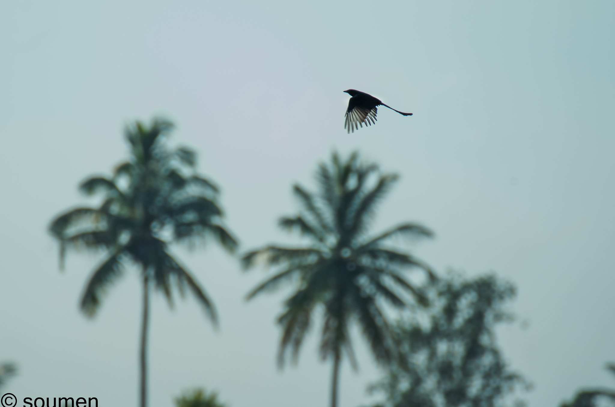 Nikon D5500 sample photo. Drongo photography