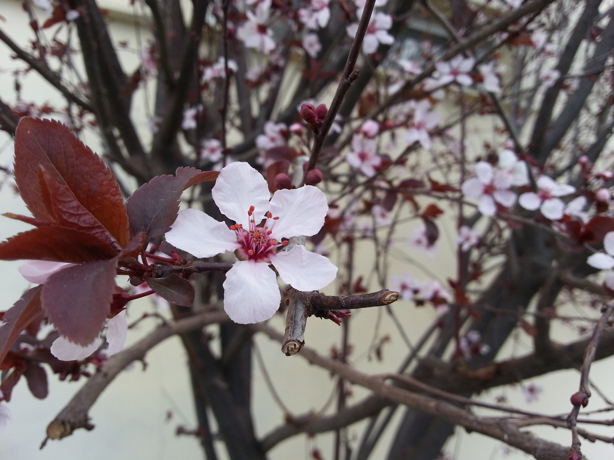 Samsung GT-I8750 sample photo. Almond tree photography