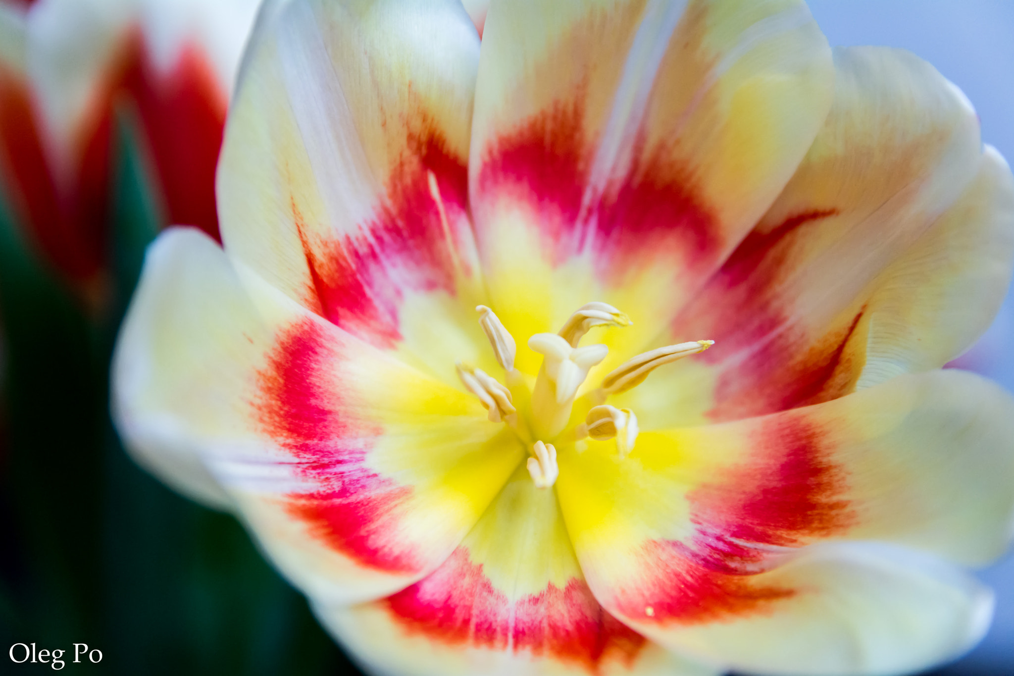 Nikon D5200 sample photo. Another beautiful tulip photography