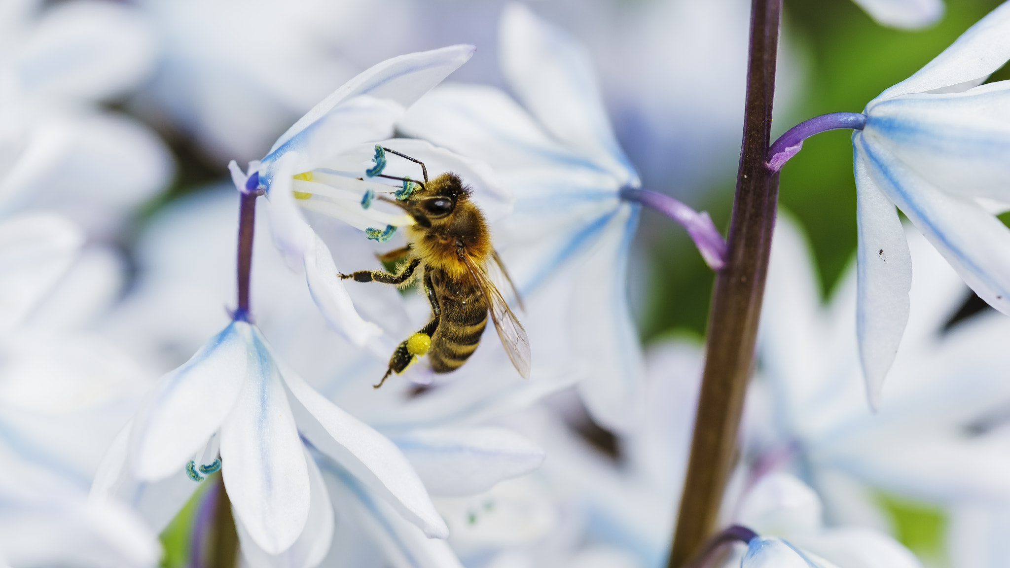 Sony a7 II + Sony FE 90mm F2.8 Macro G OSS sample photo. Natural cycle photography