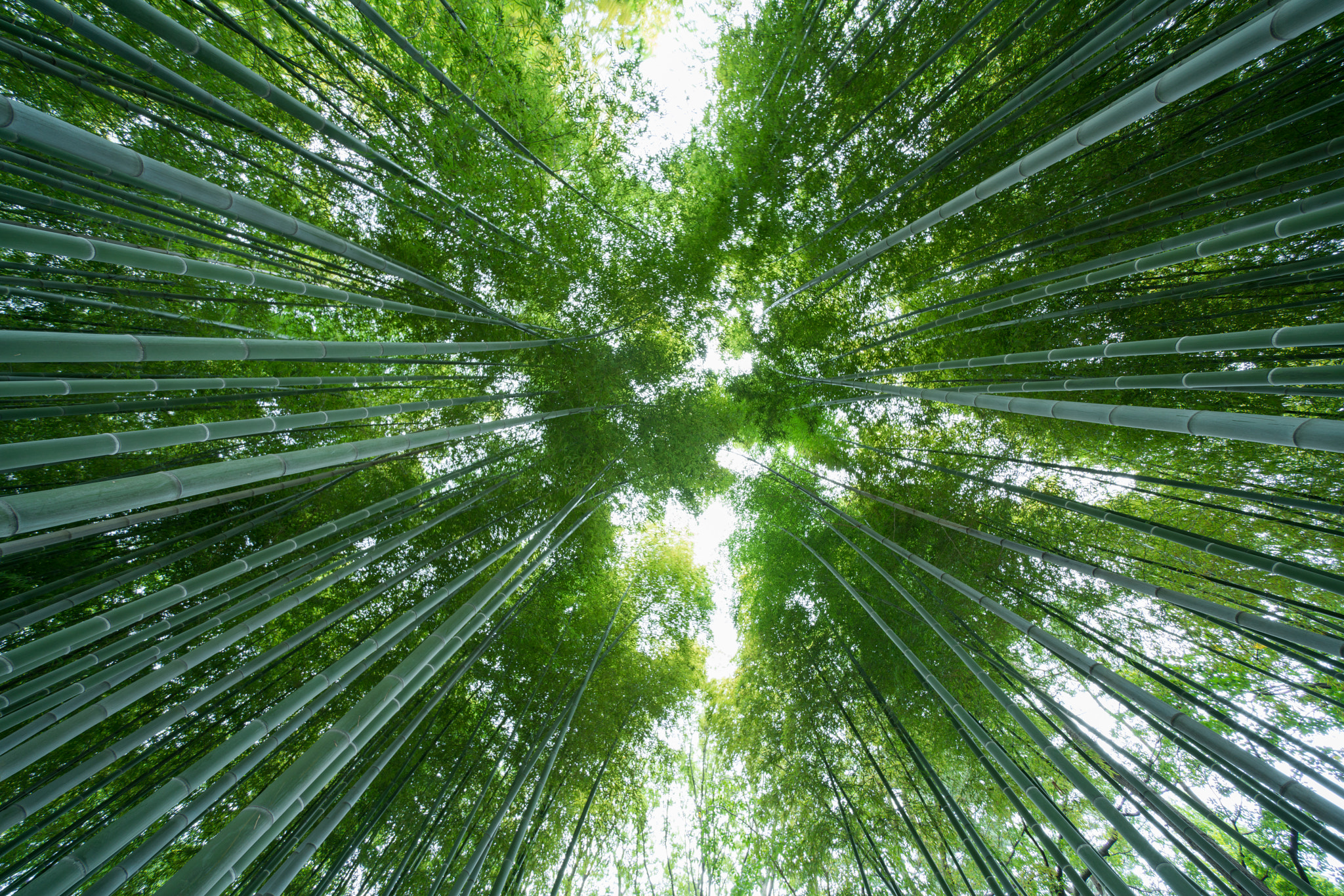 Voigtlander HELIAR-HYPER WIDE 10mm F5.6 sample photo. Tokyo bamboo grove photography
