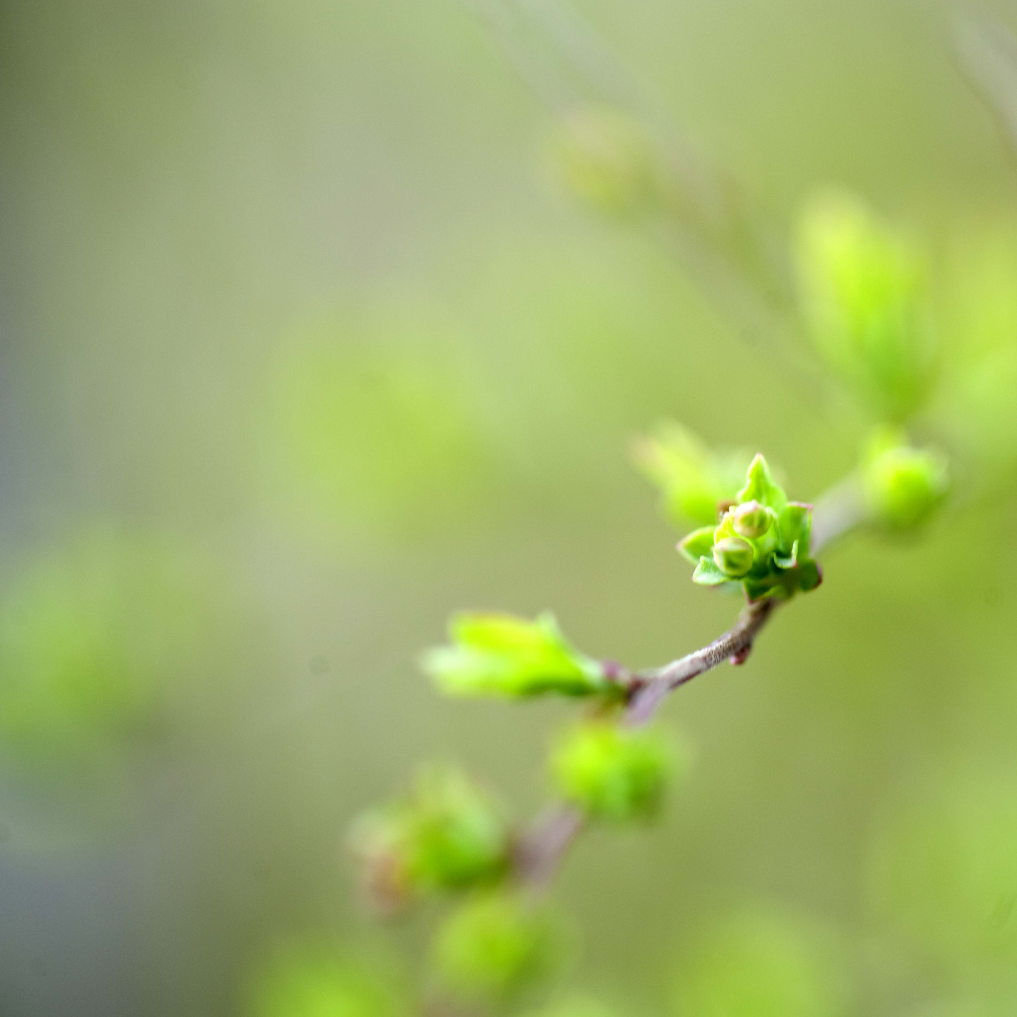 Nikon AF-S Micro-Nikkor 105mm F2.8G IF-ED VR sample photo. Sprincolors3 photography