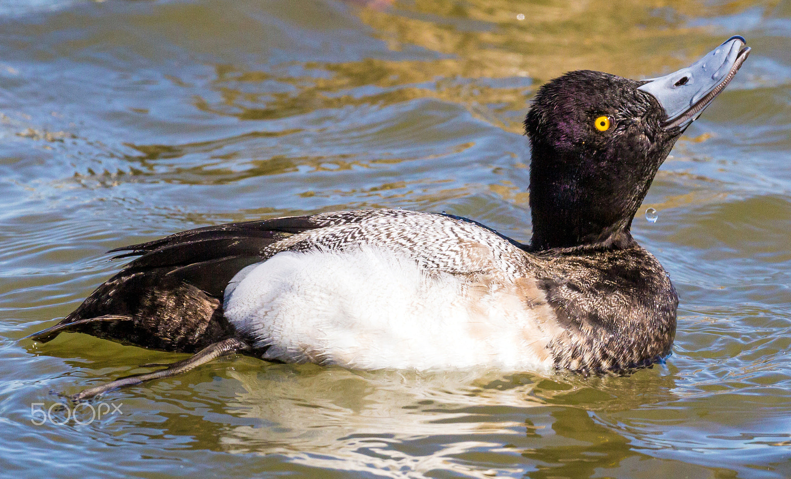 Canon EOS 60D + Canon EF 100-400mm F4.5-5.6L IS II USM sample photo. Lesser scaup photography